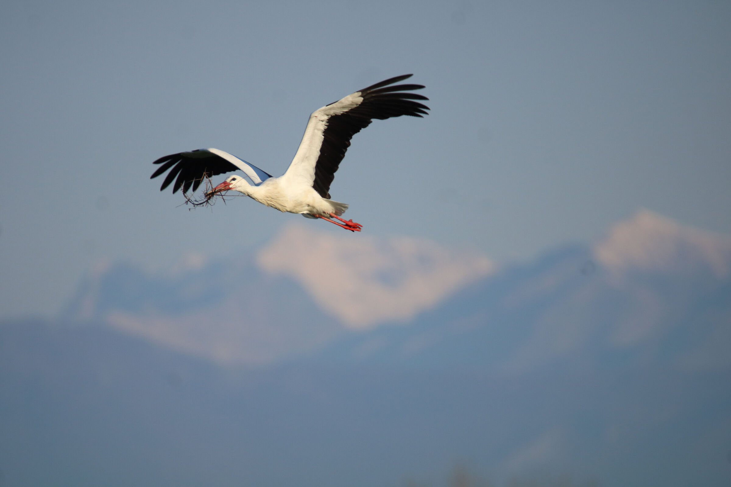 Cicogna. Campagna Toscana
