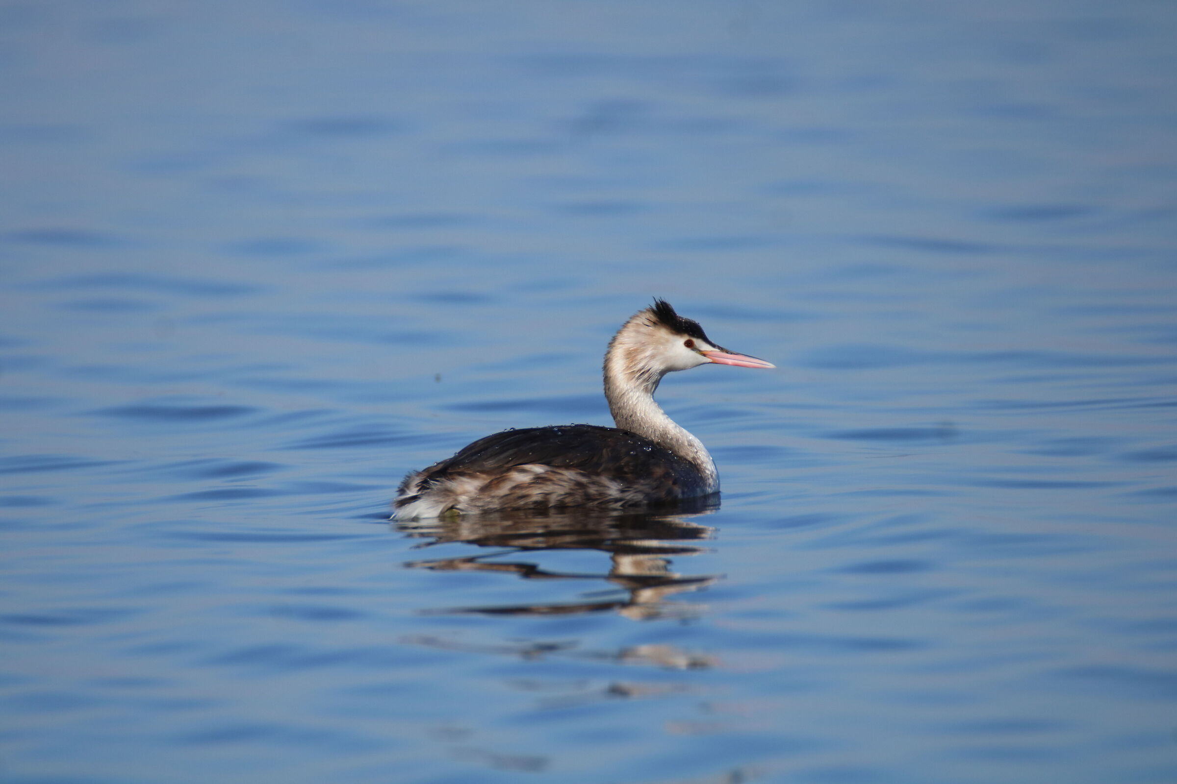 Svasso maggiore. Lago di Massaciuccoli