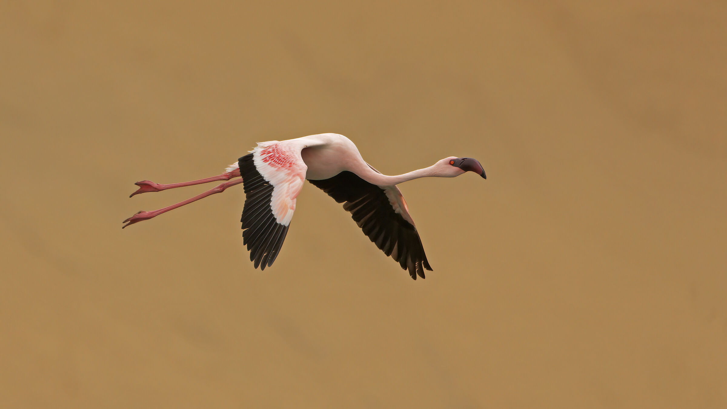 Volo tra le dune del Namib