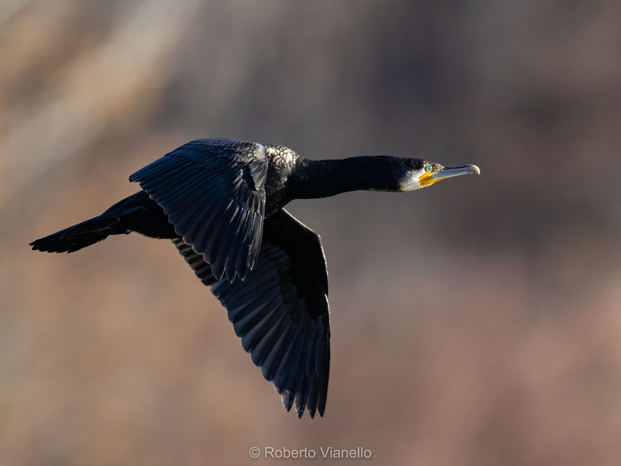 Cormorano (Phalacrocorax carbo)
