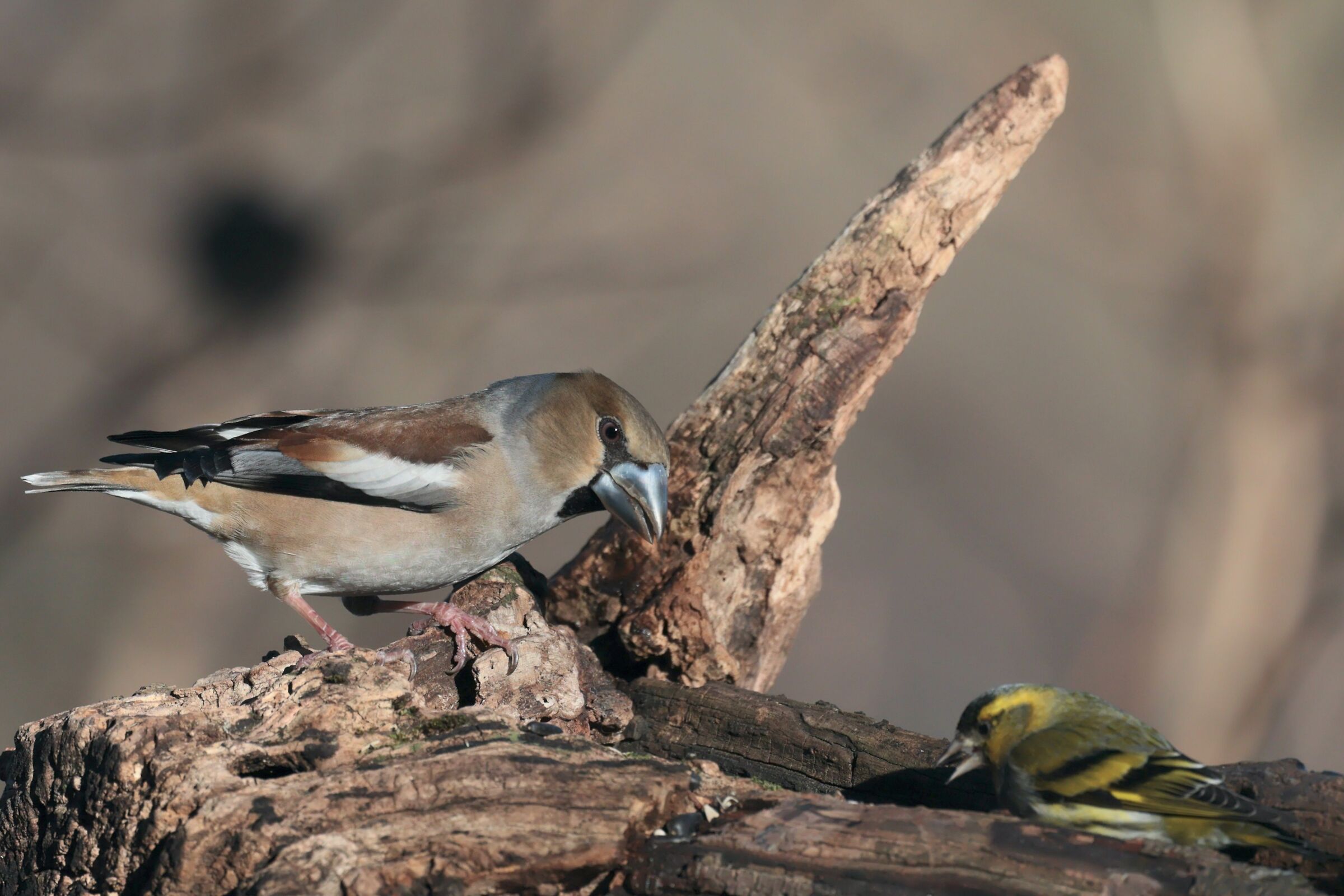 Hawfinch