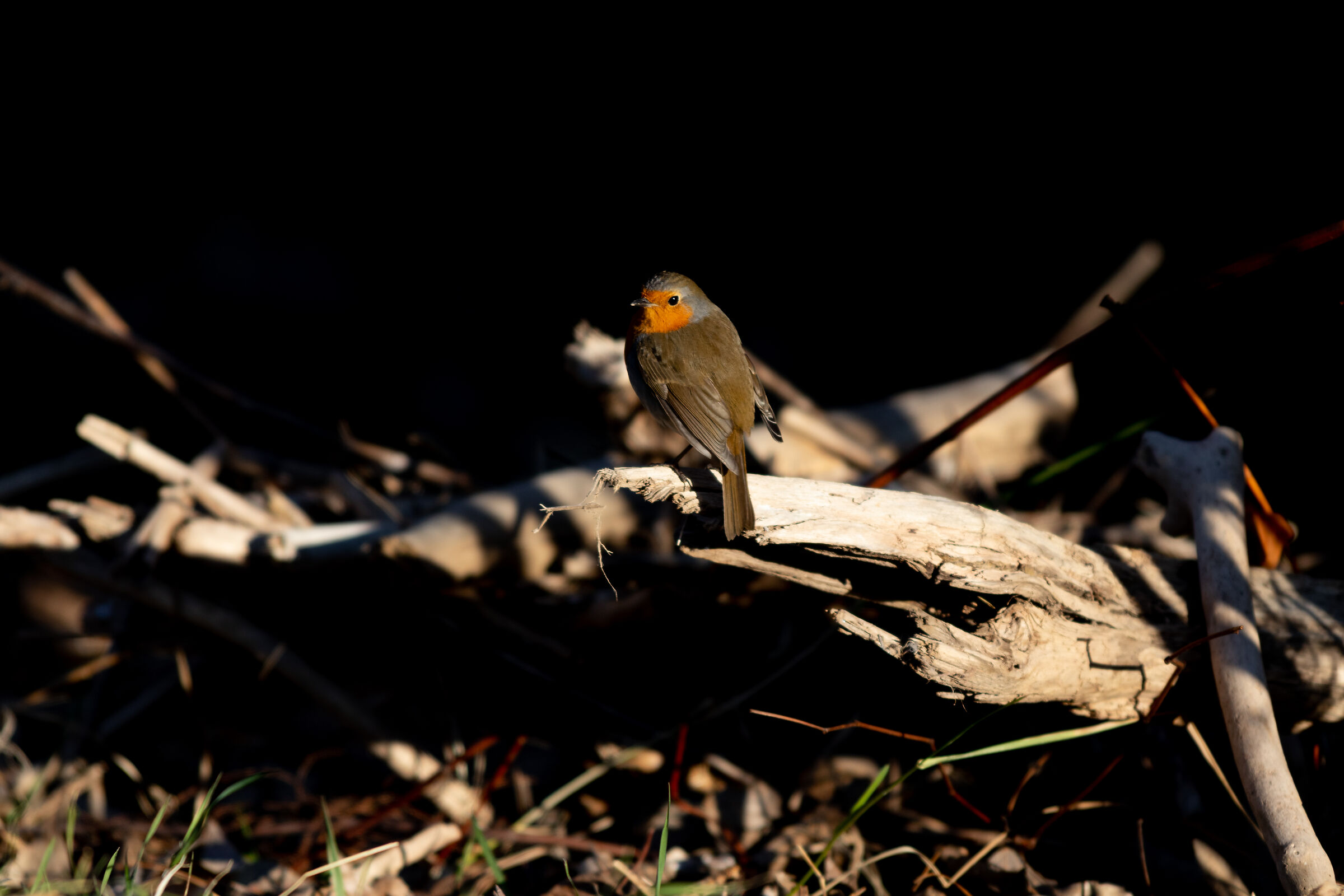 Robin with Talvera