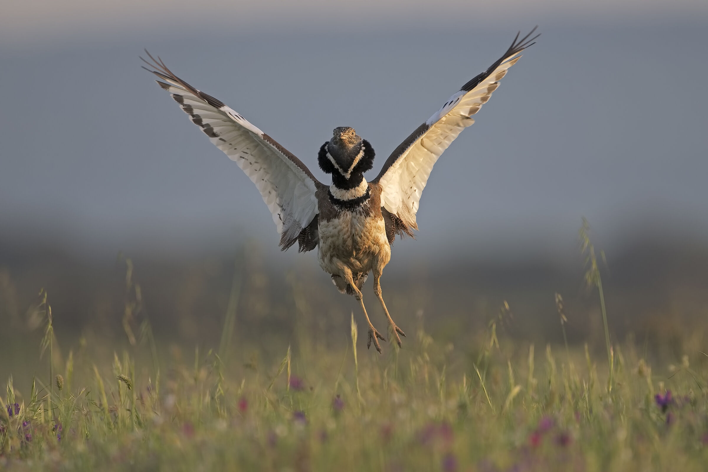 The jumps of the prataiola