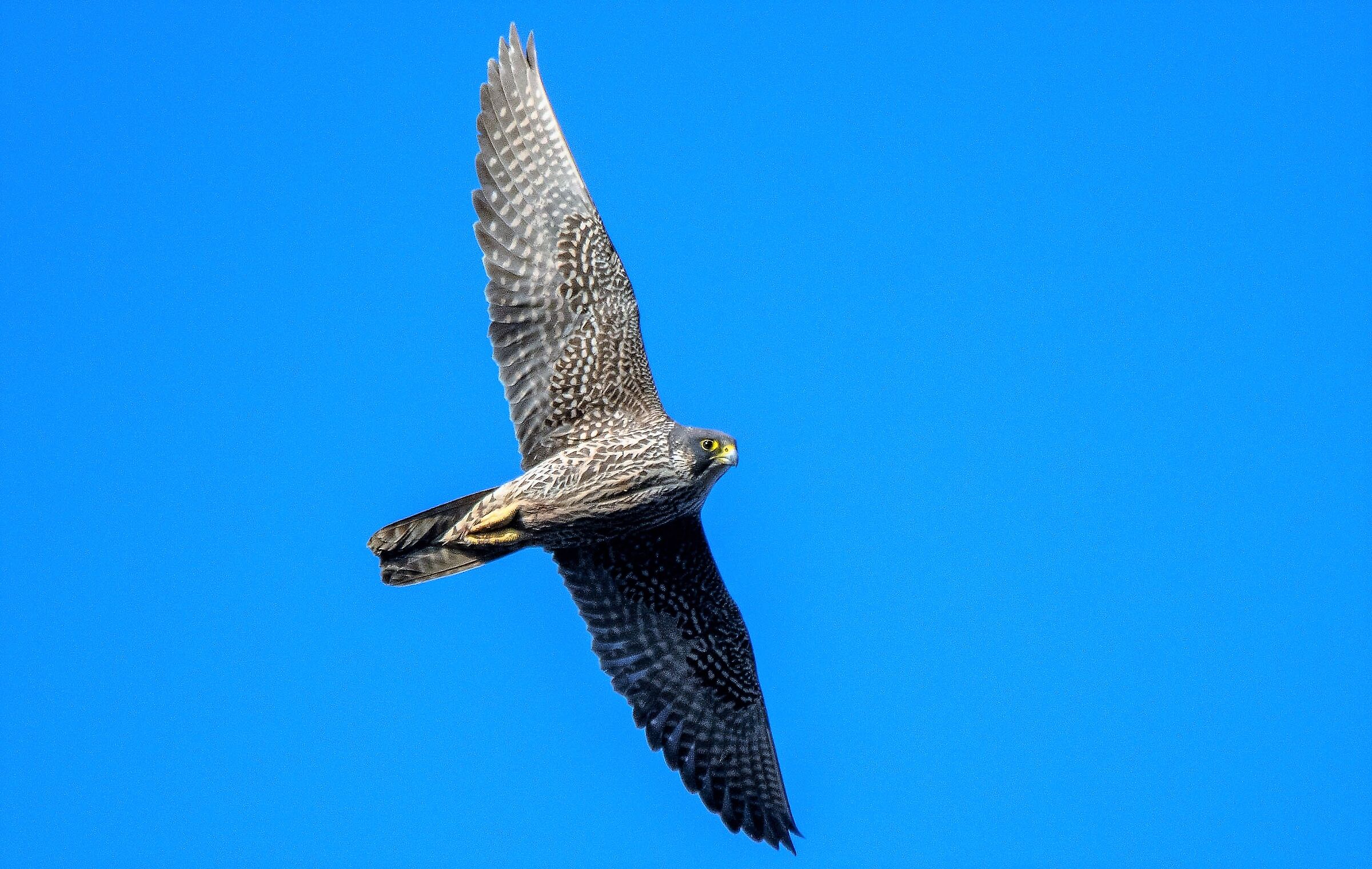Falco prllrgrino