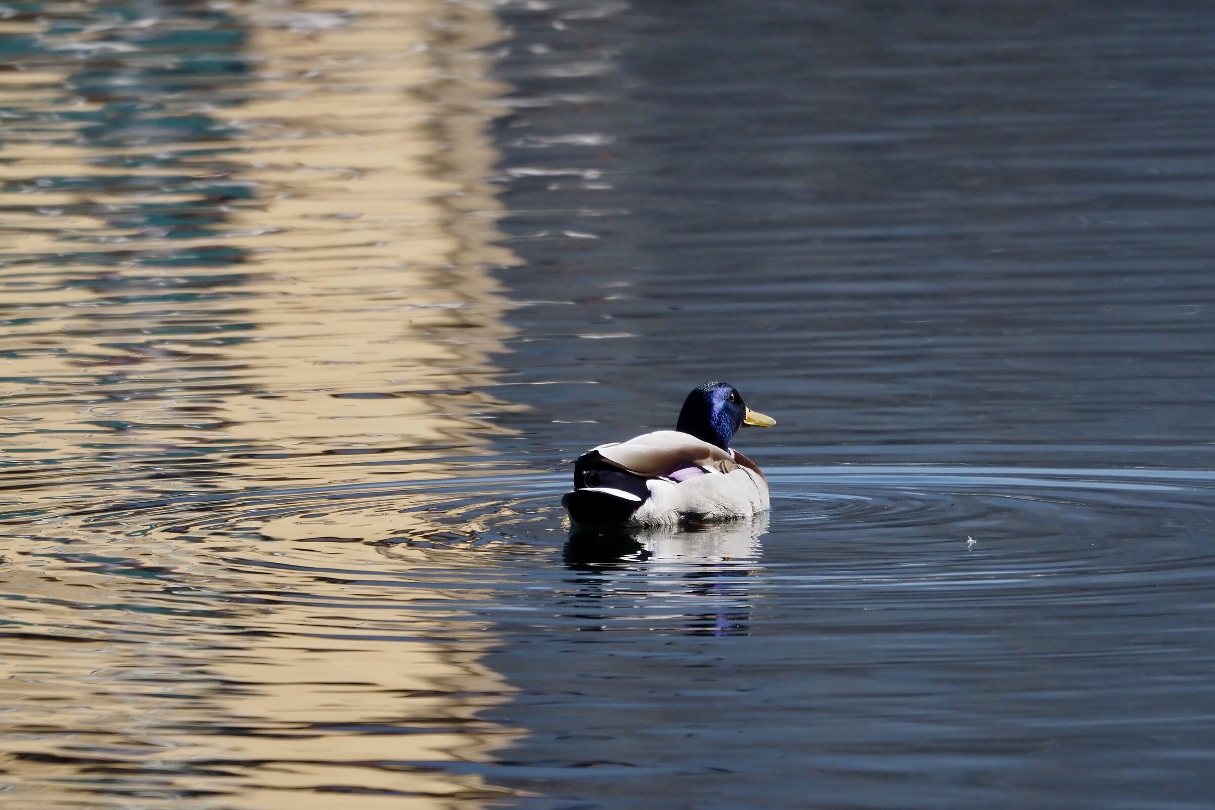 Mallard