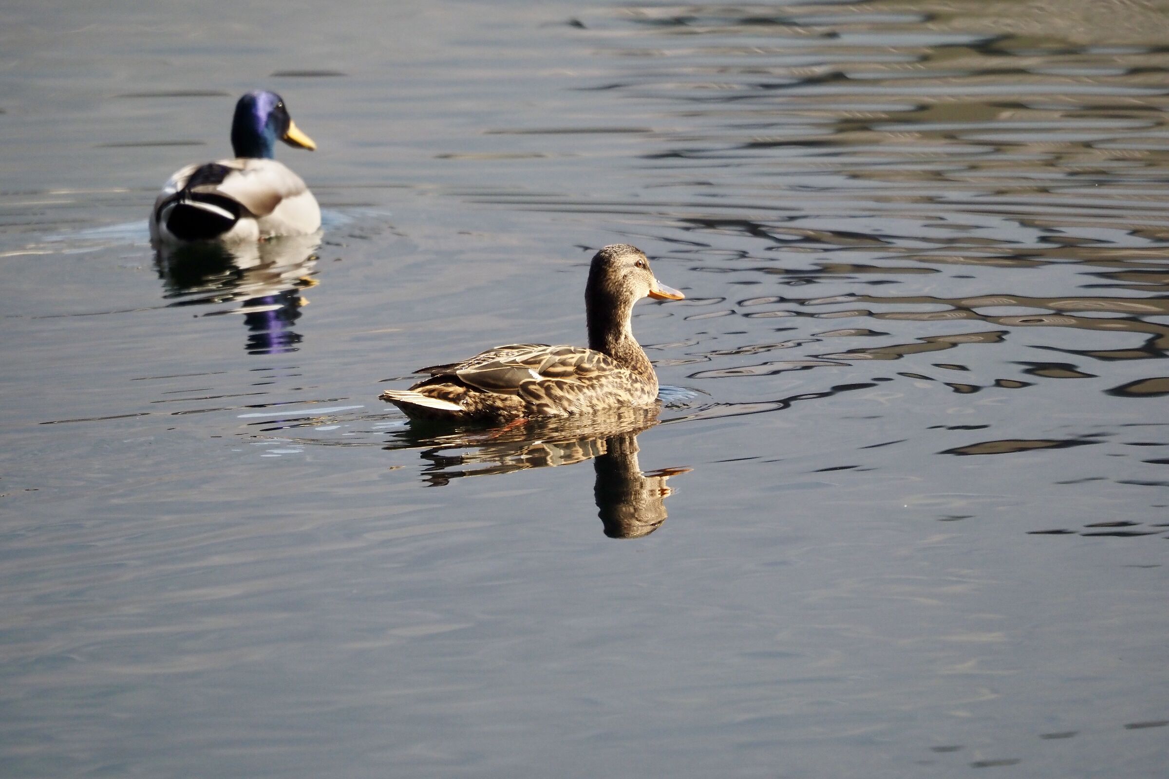 Mallard