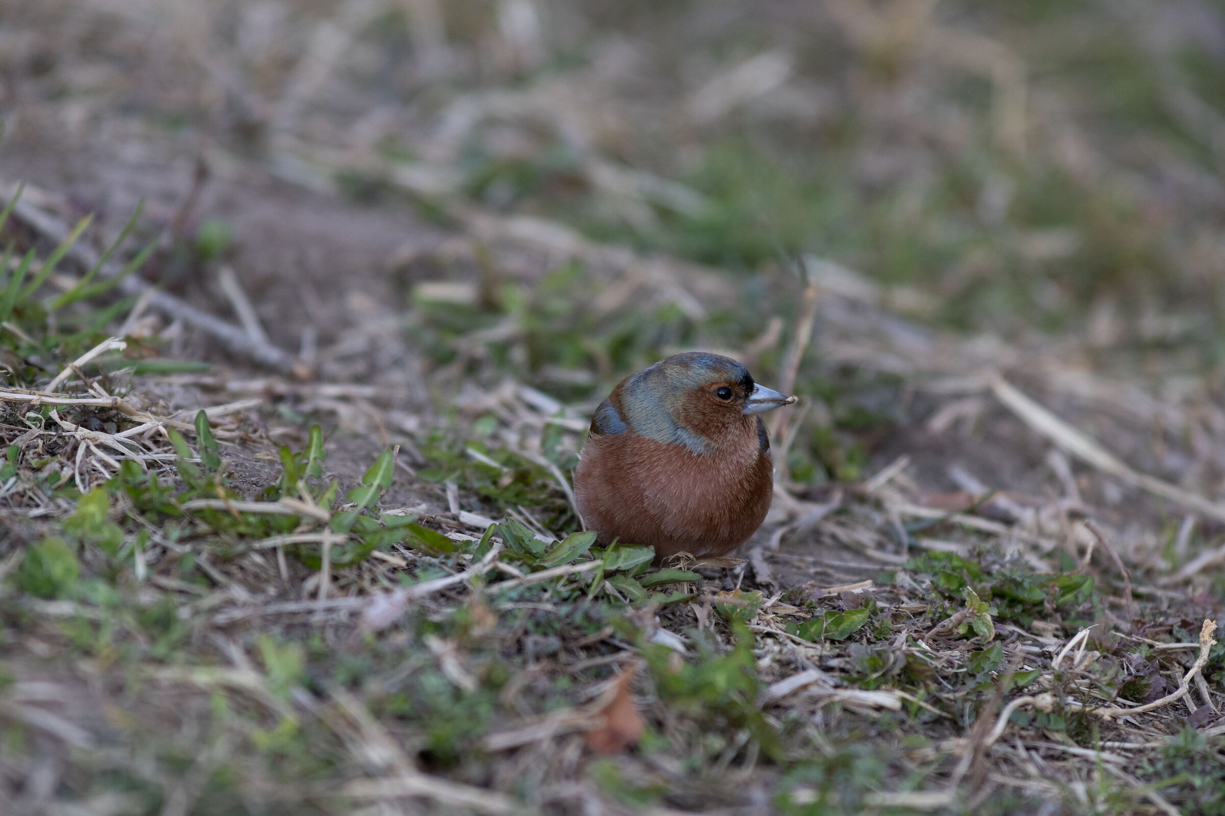 Fringuello maschio ai prati del Talvera