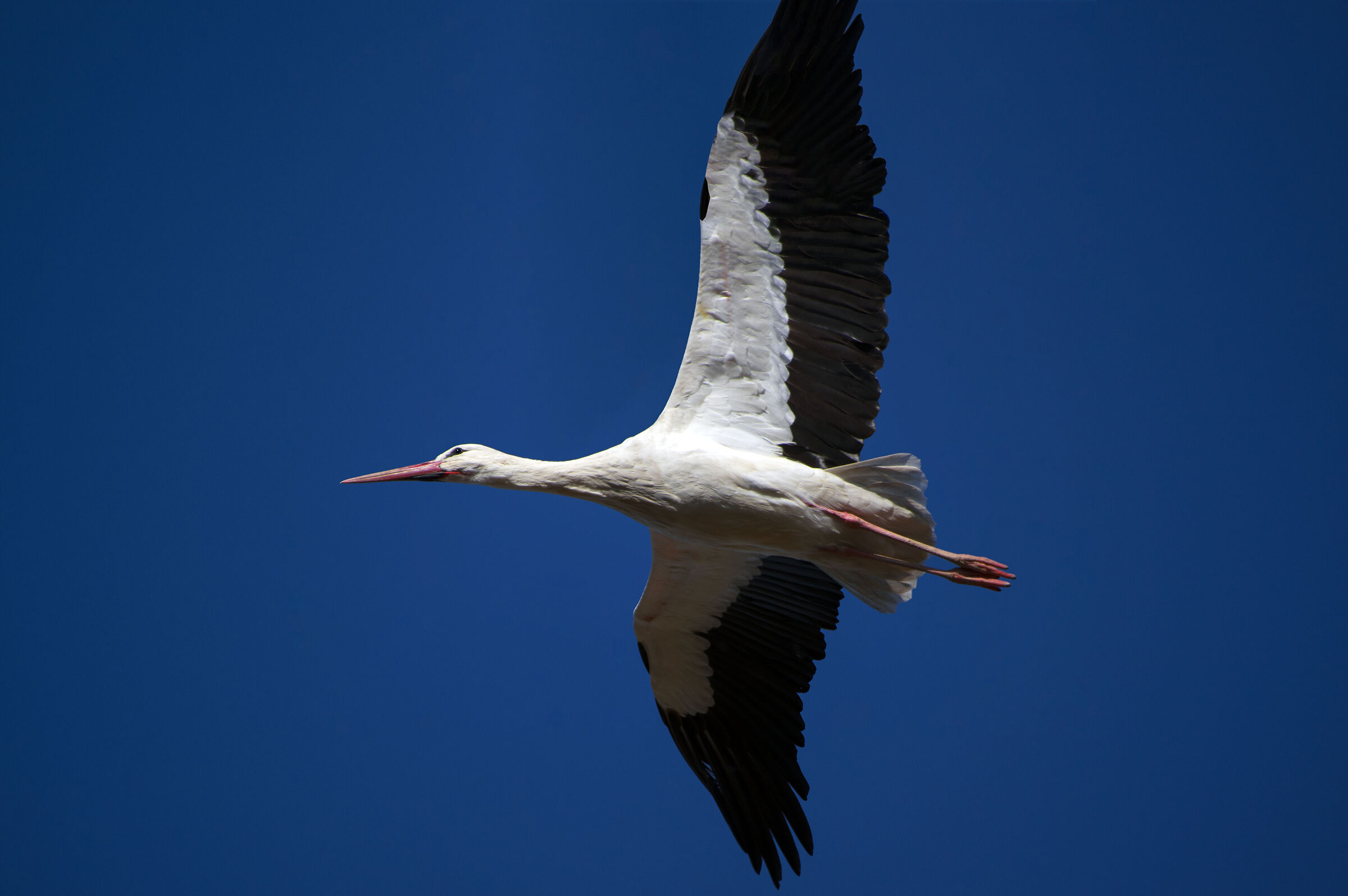 Stork in flight