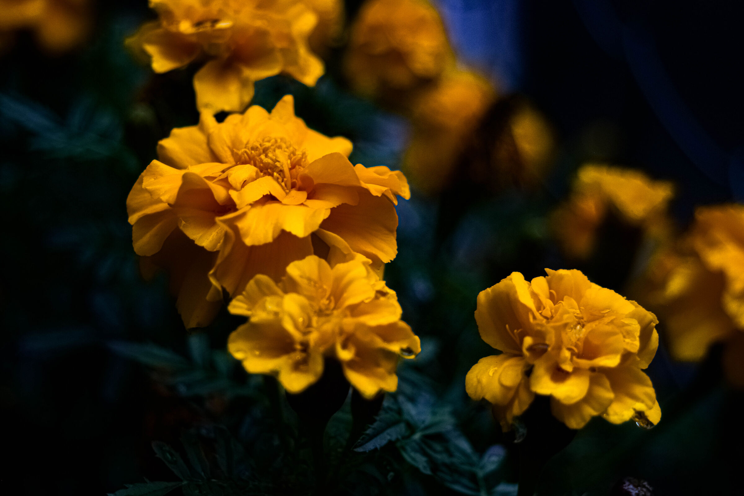 Flowers :-)
