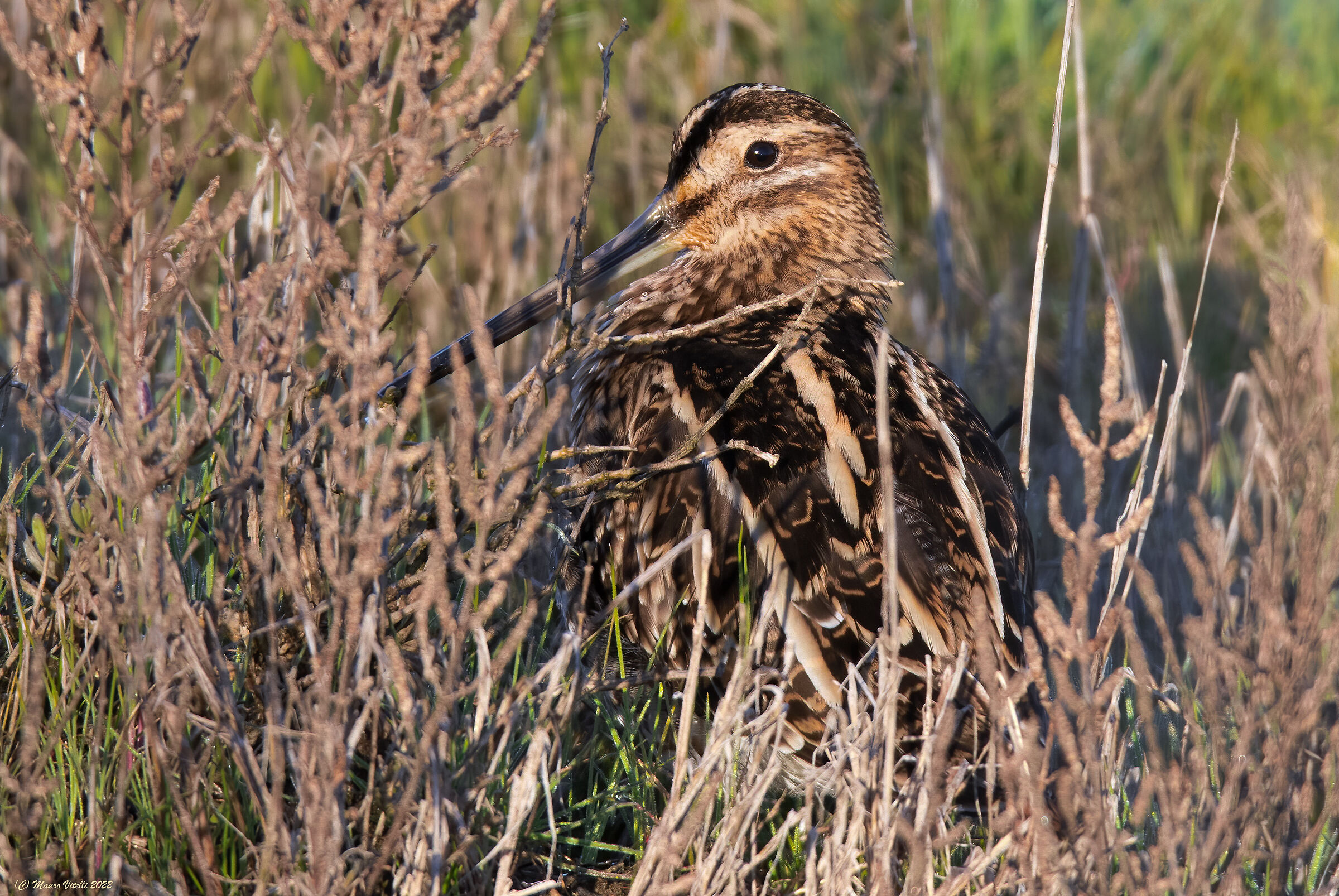 Snipe (Gallinago gallinago)
