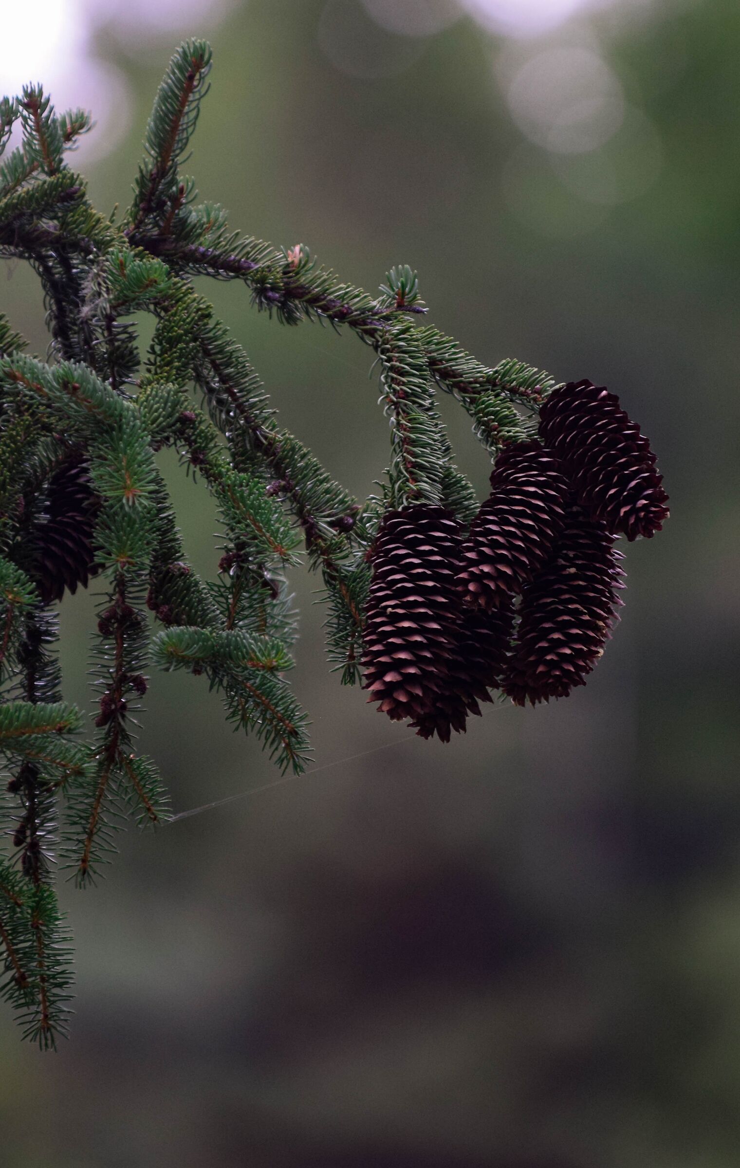 The fruits of spruce