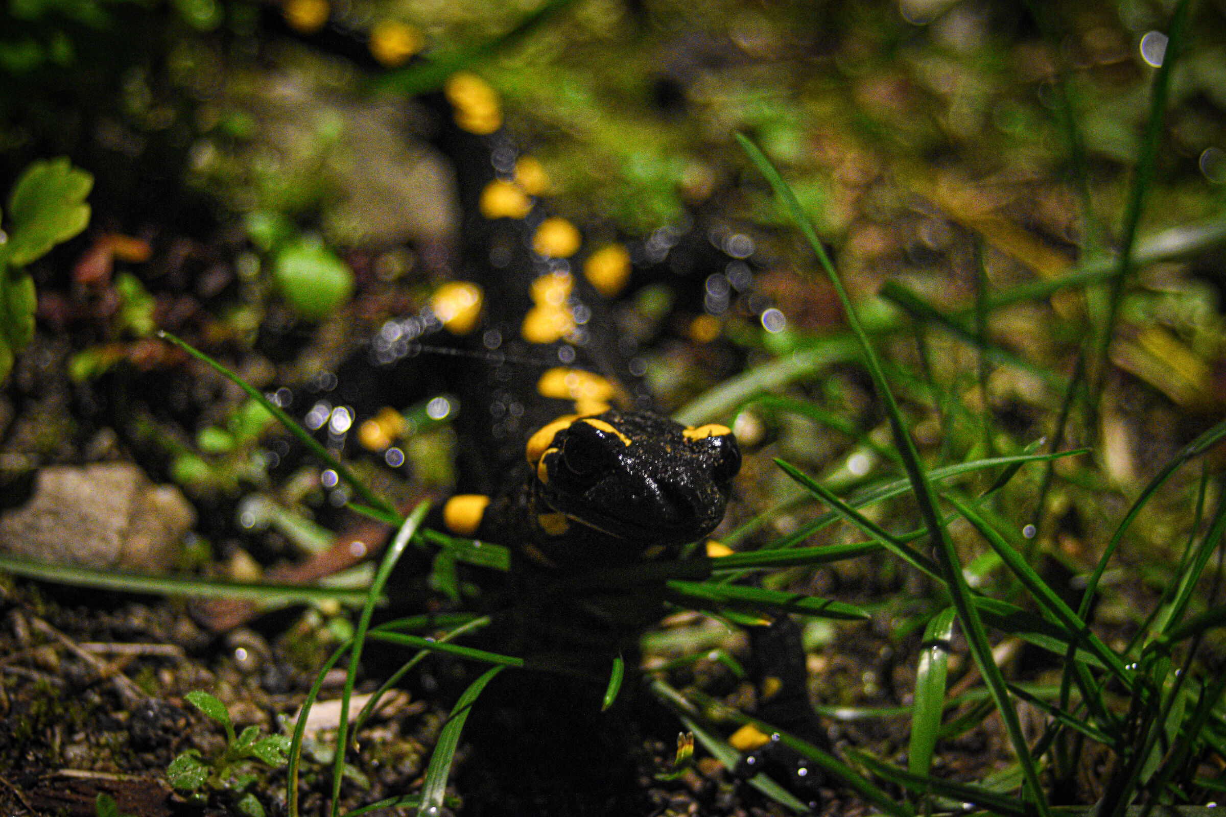 The salamander