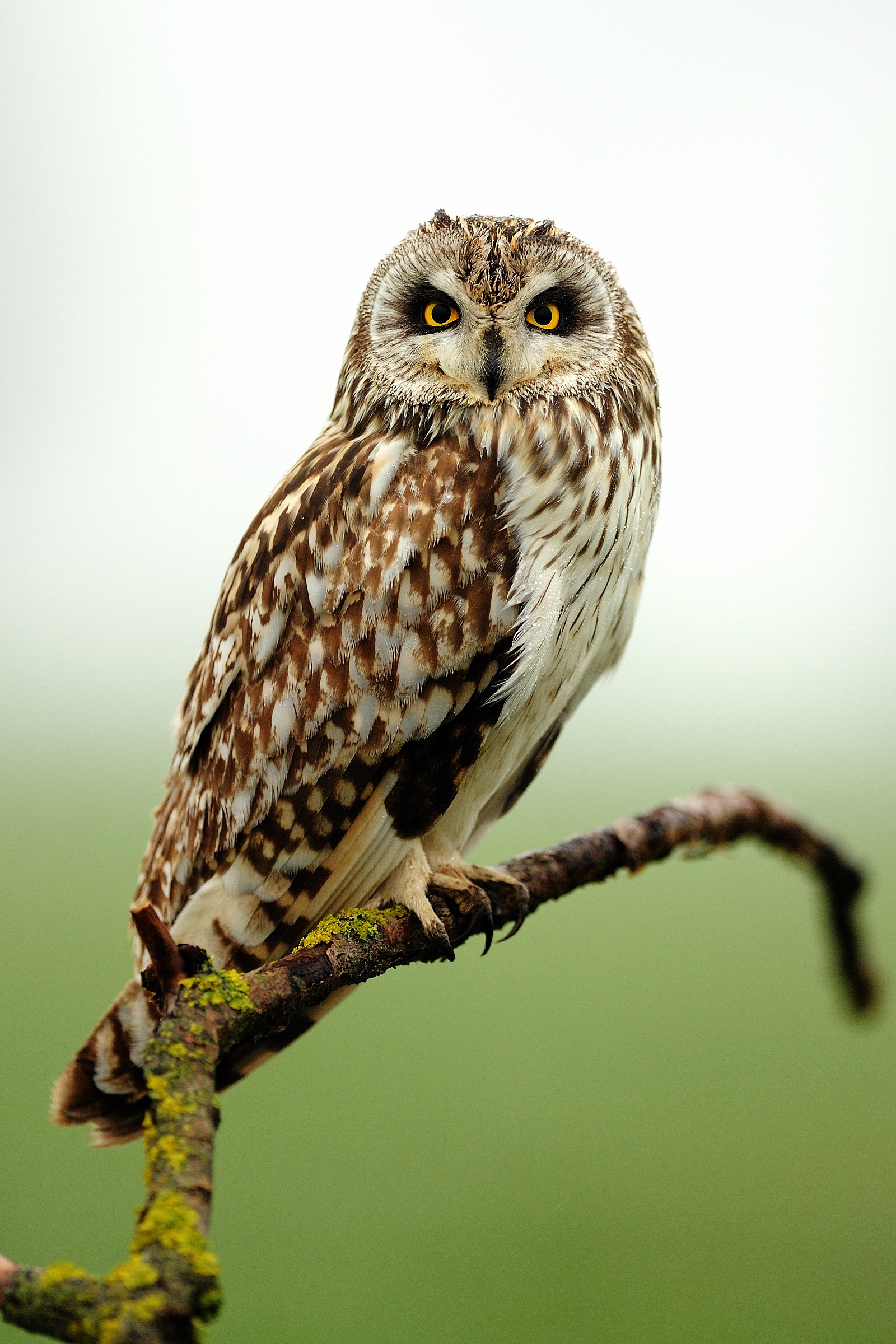 Short-eared Owl