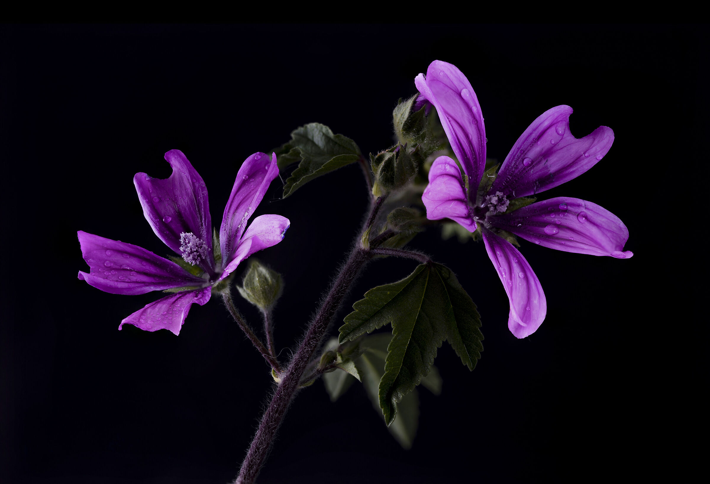 Fiori di malva