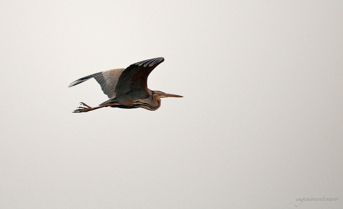 Purple Heron (Ardea purpurea)