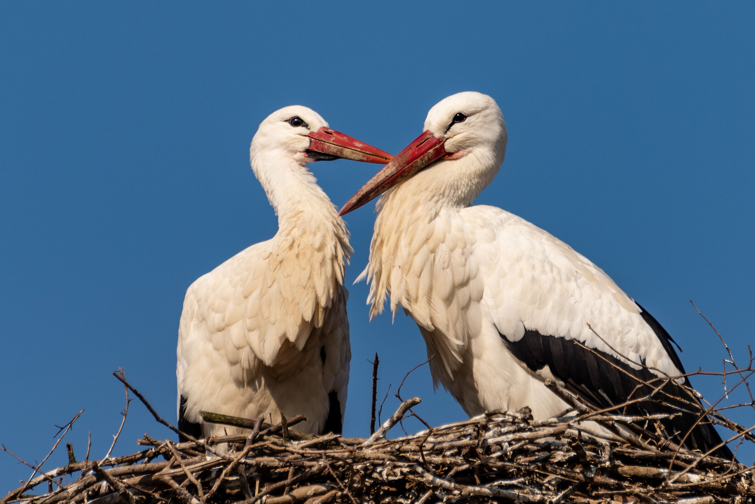 Racconigi Stork Center