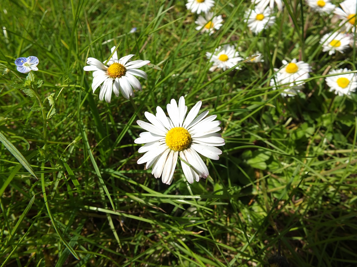 Daisies