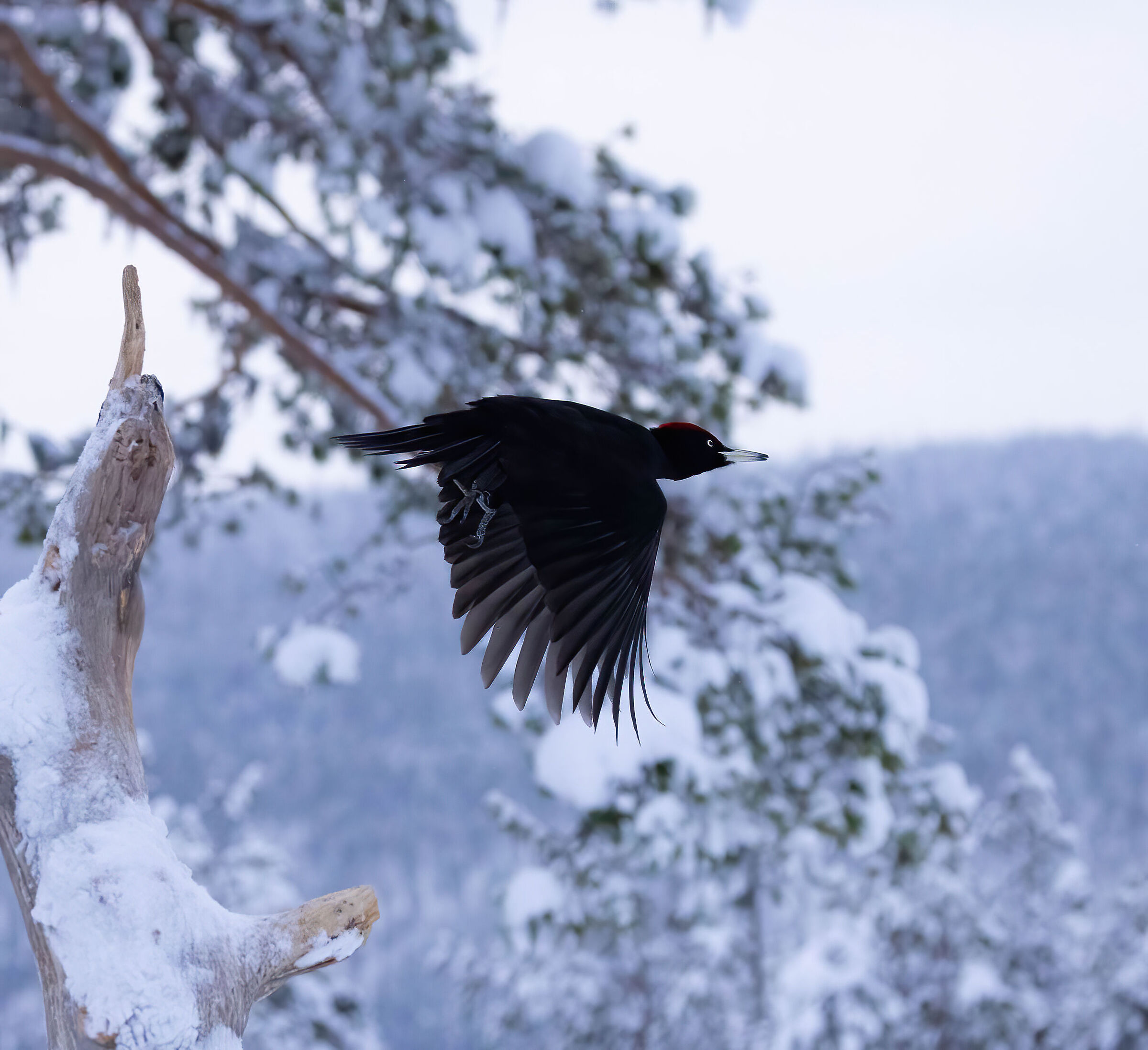 Picchio nero femmina in volo (Dryocopus martius)