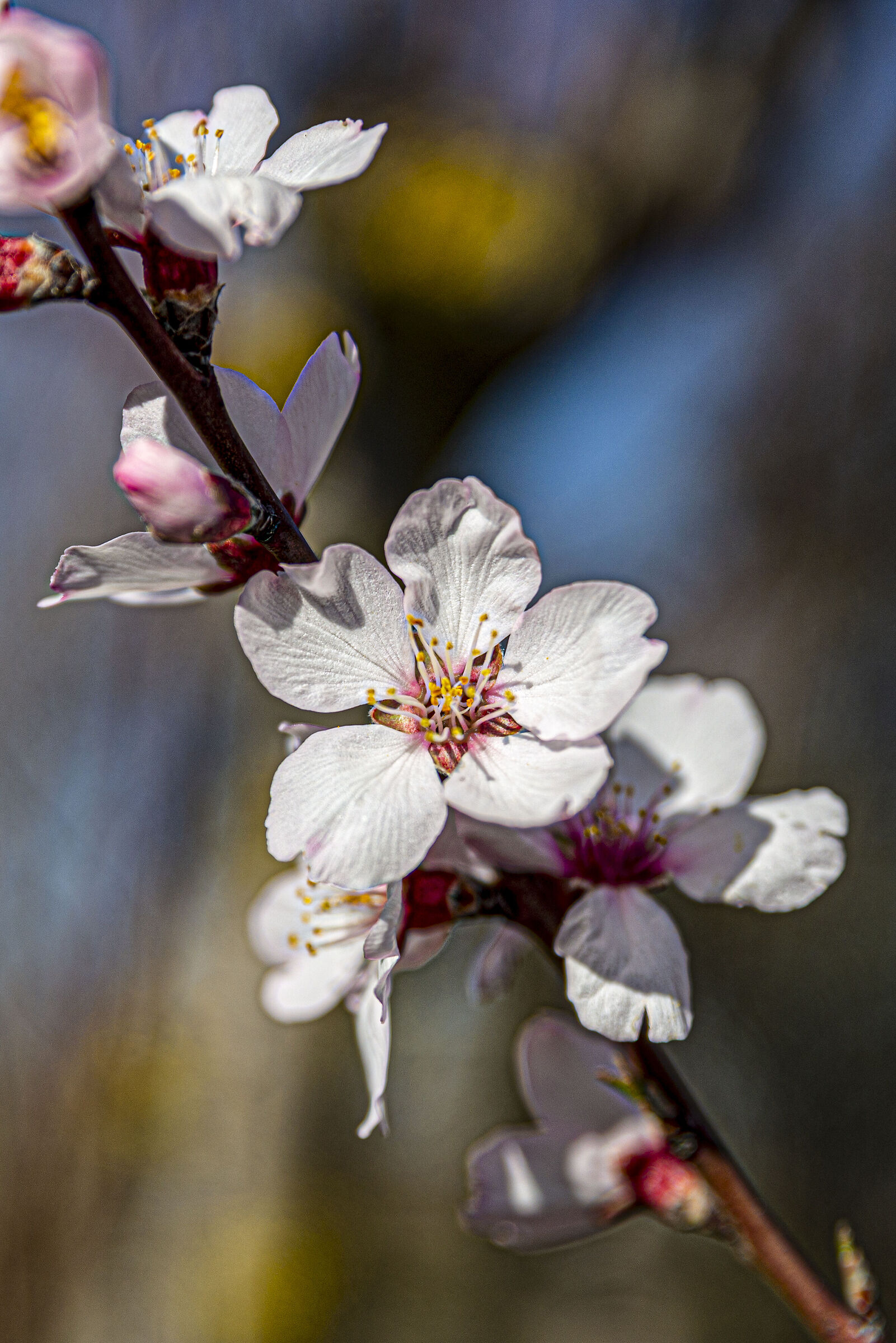 Spring coming soon 2