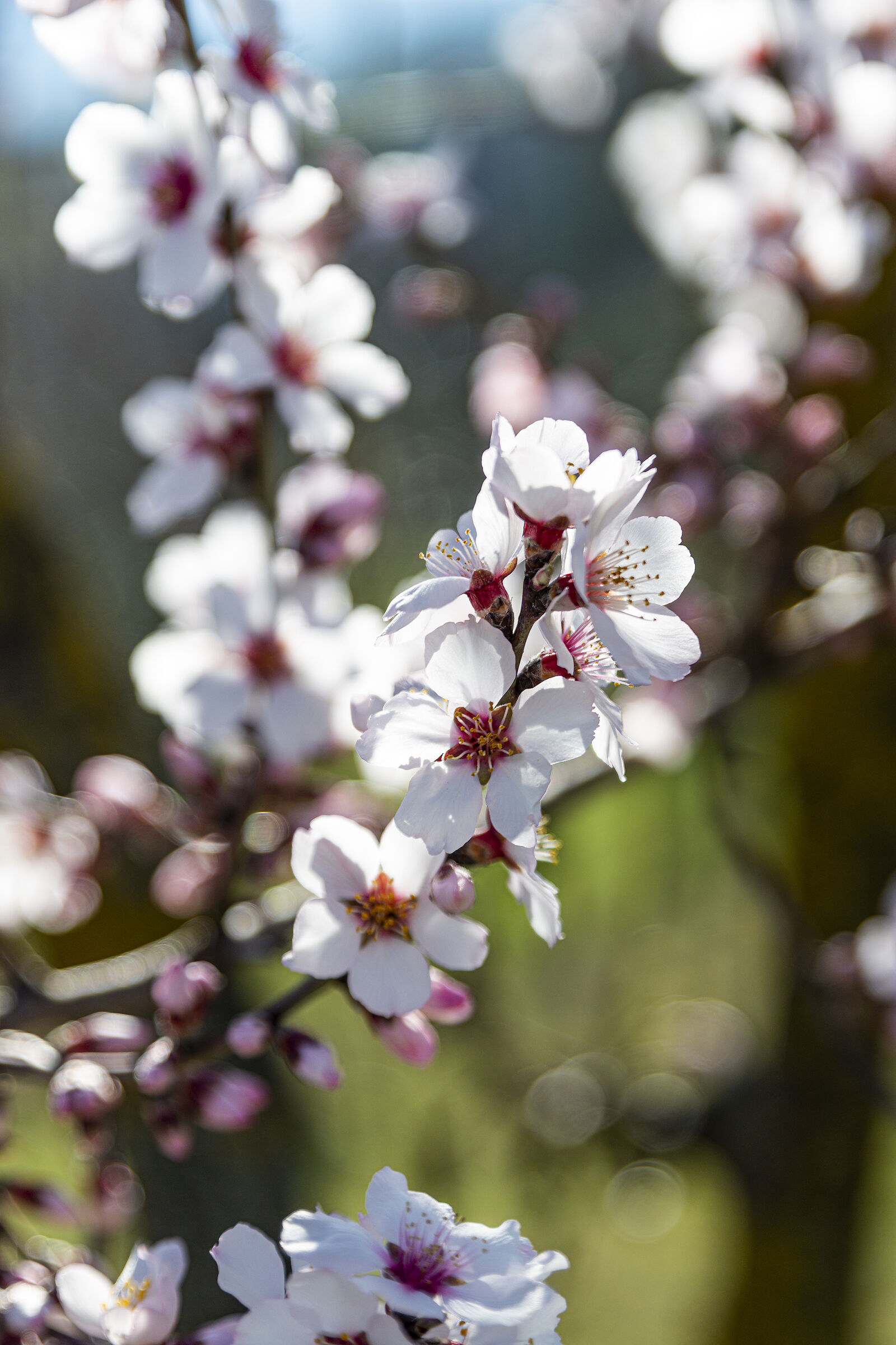 Spring coming soon 3