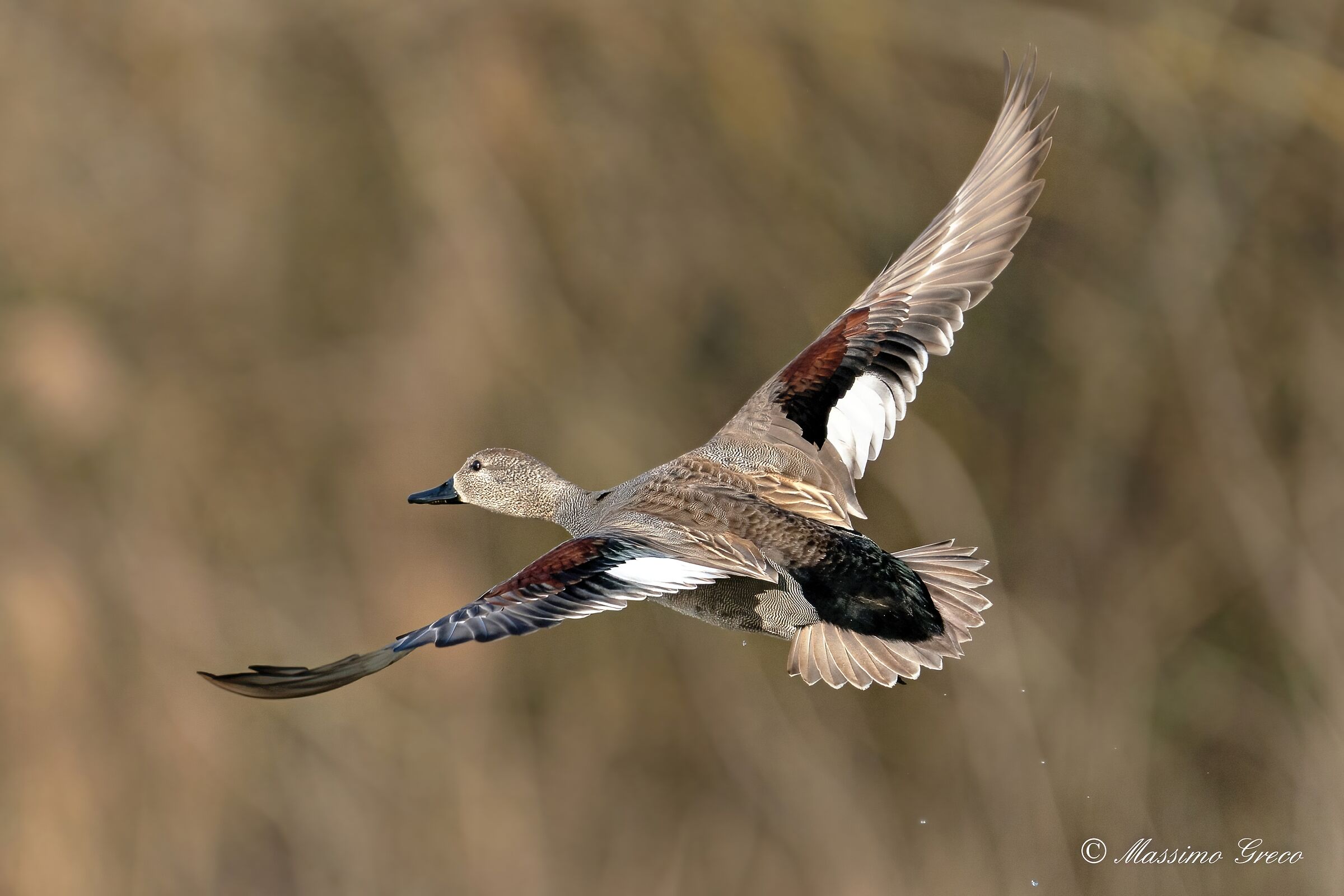 Canapiglia (Mareca strepera)