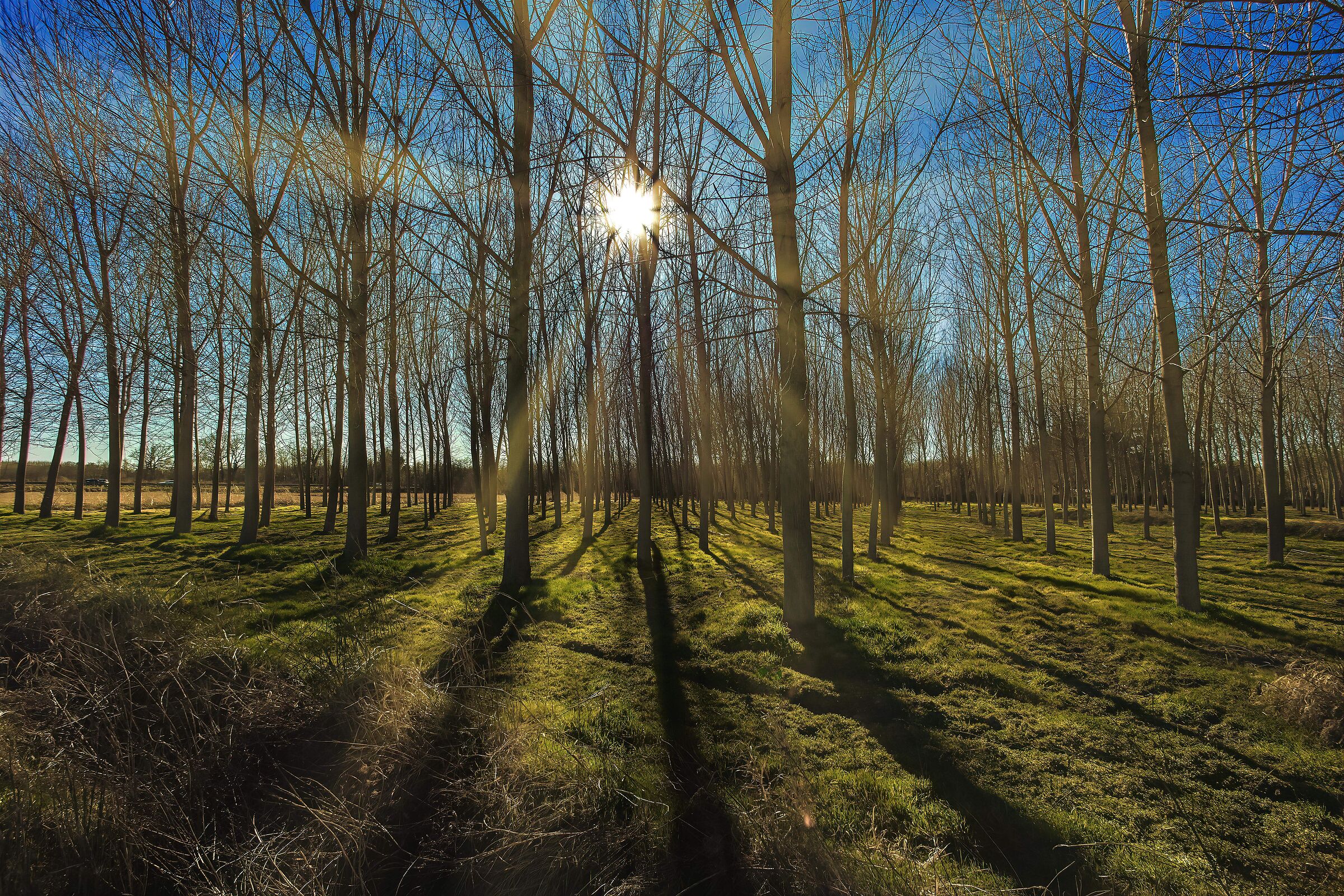 The poplar grove