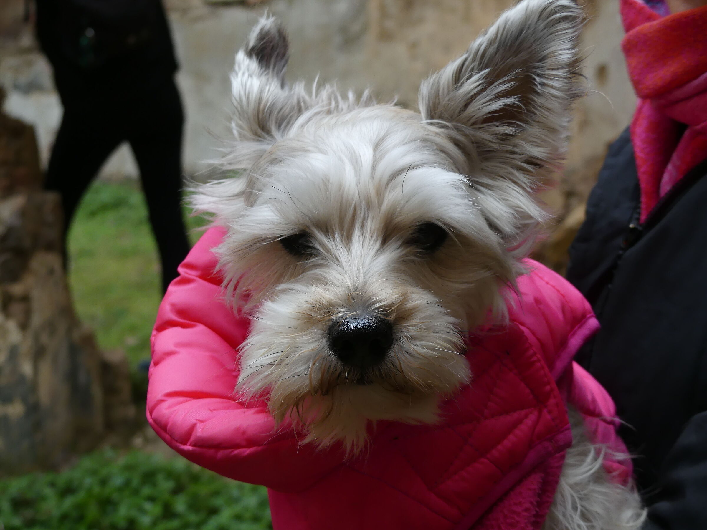 Bonnie a Sa Macchina Beccia