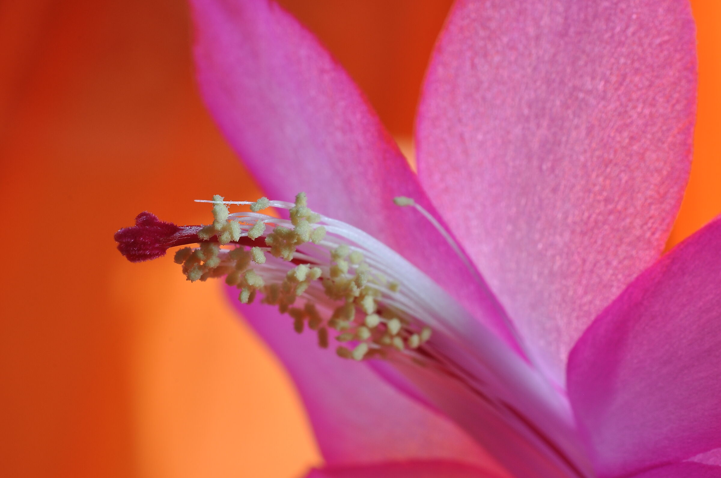 Schlumbergera