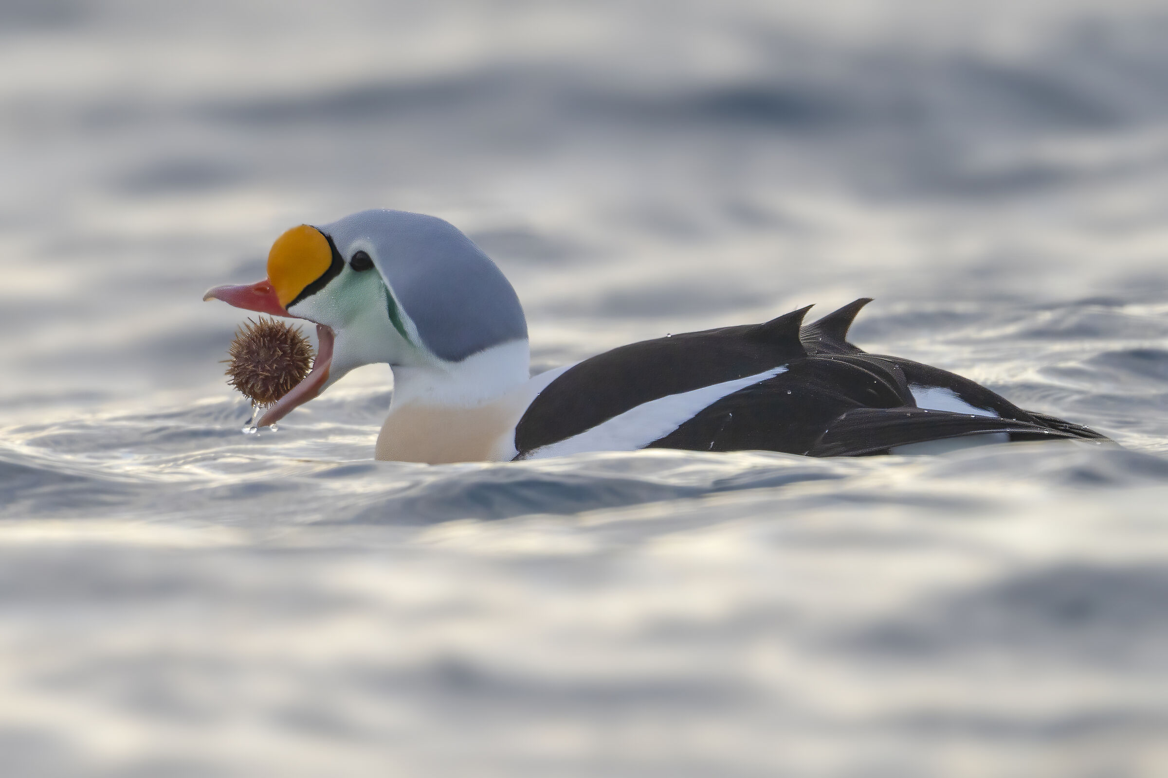 Re degli Edredoni con riccio di mare