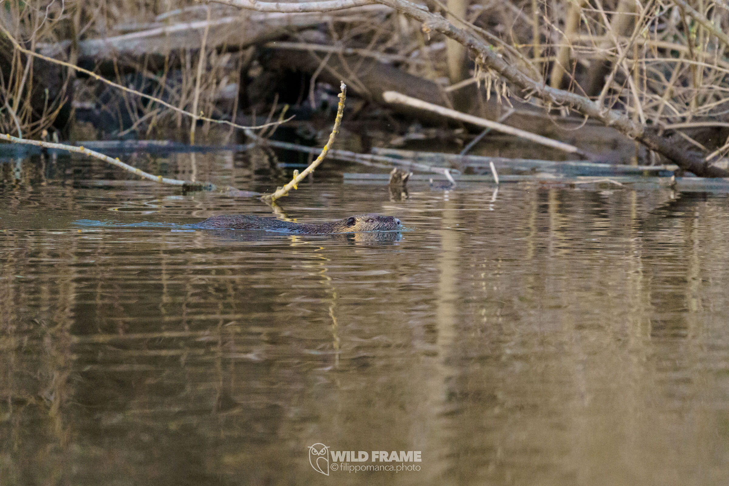 Nutria