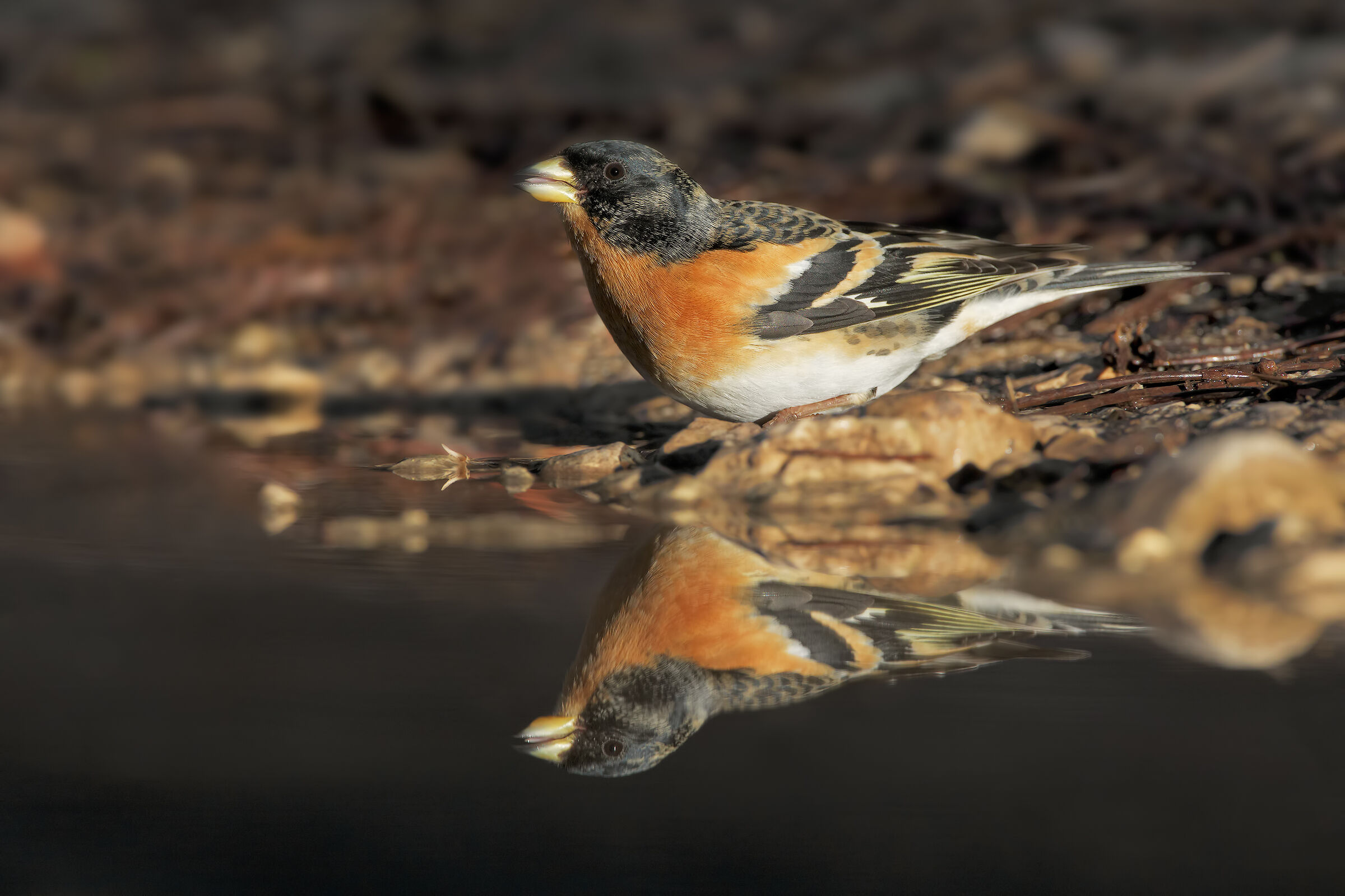 Brambling