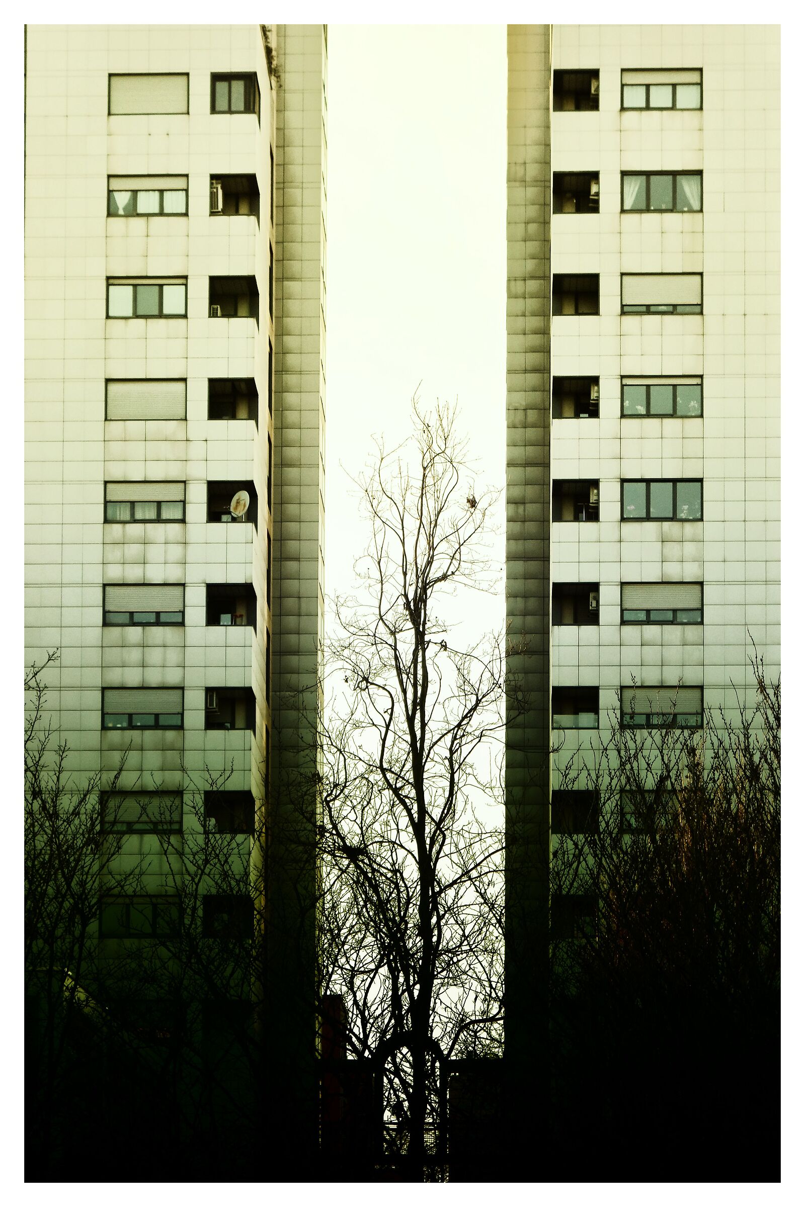 La natura tra i palazzi