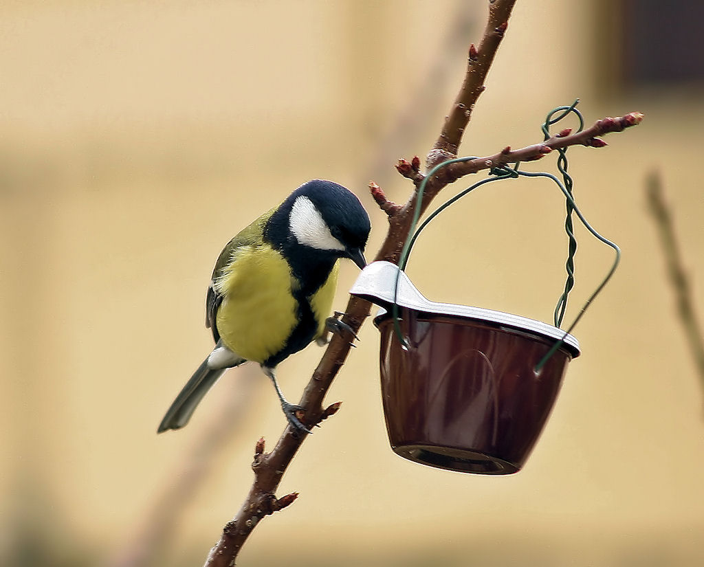 lunch in the Great Tit