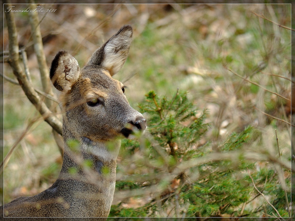 Arriva la primavera!