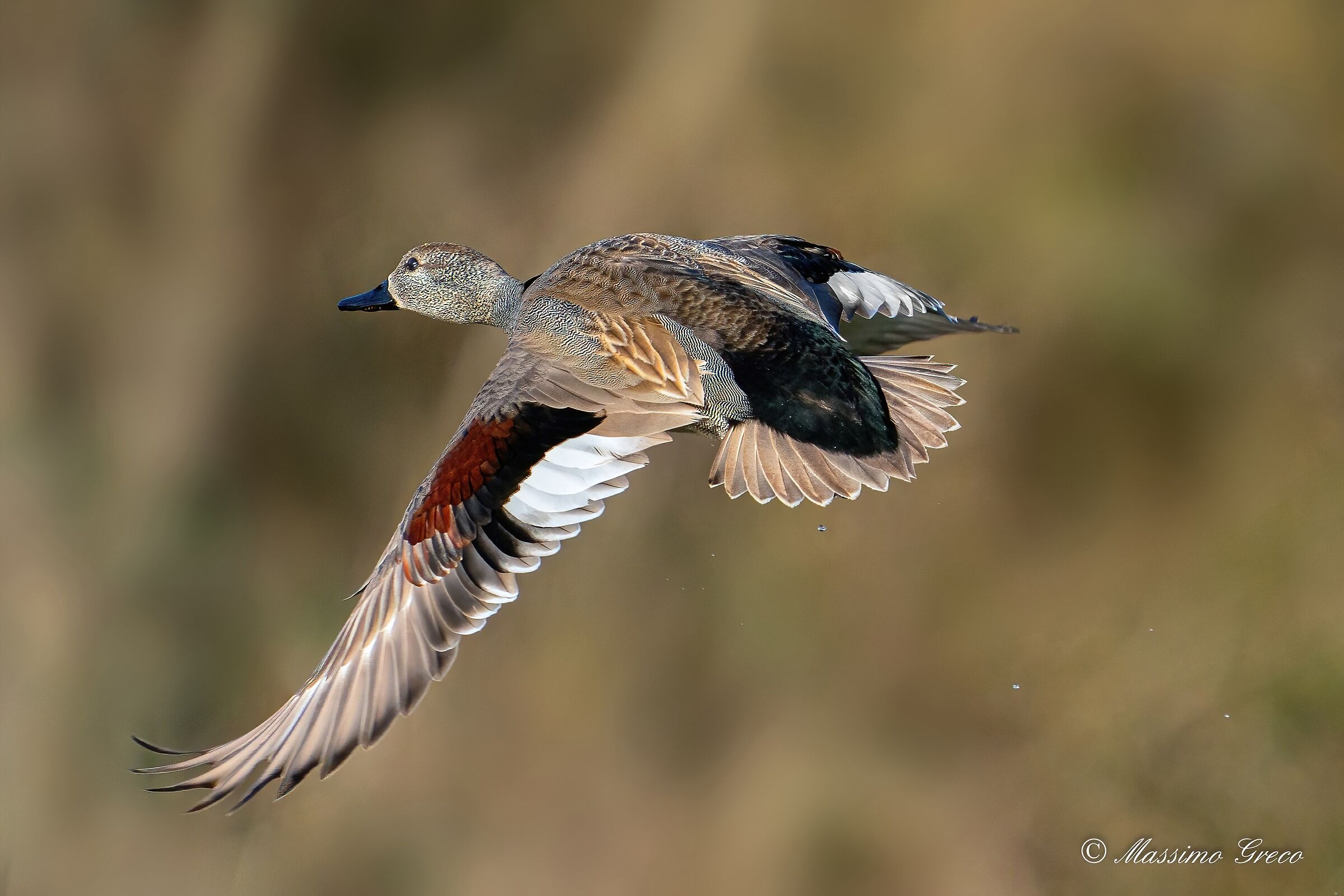 Canapiglia (Mareca strepera)