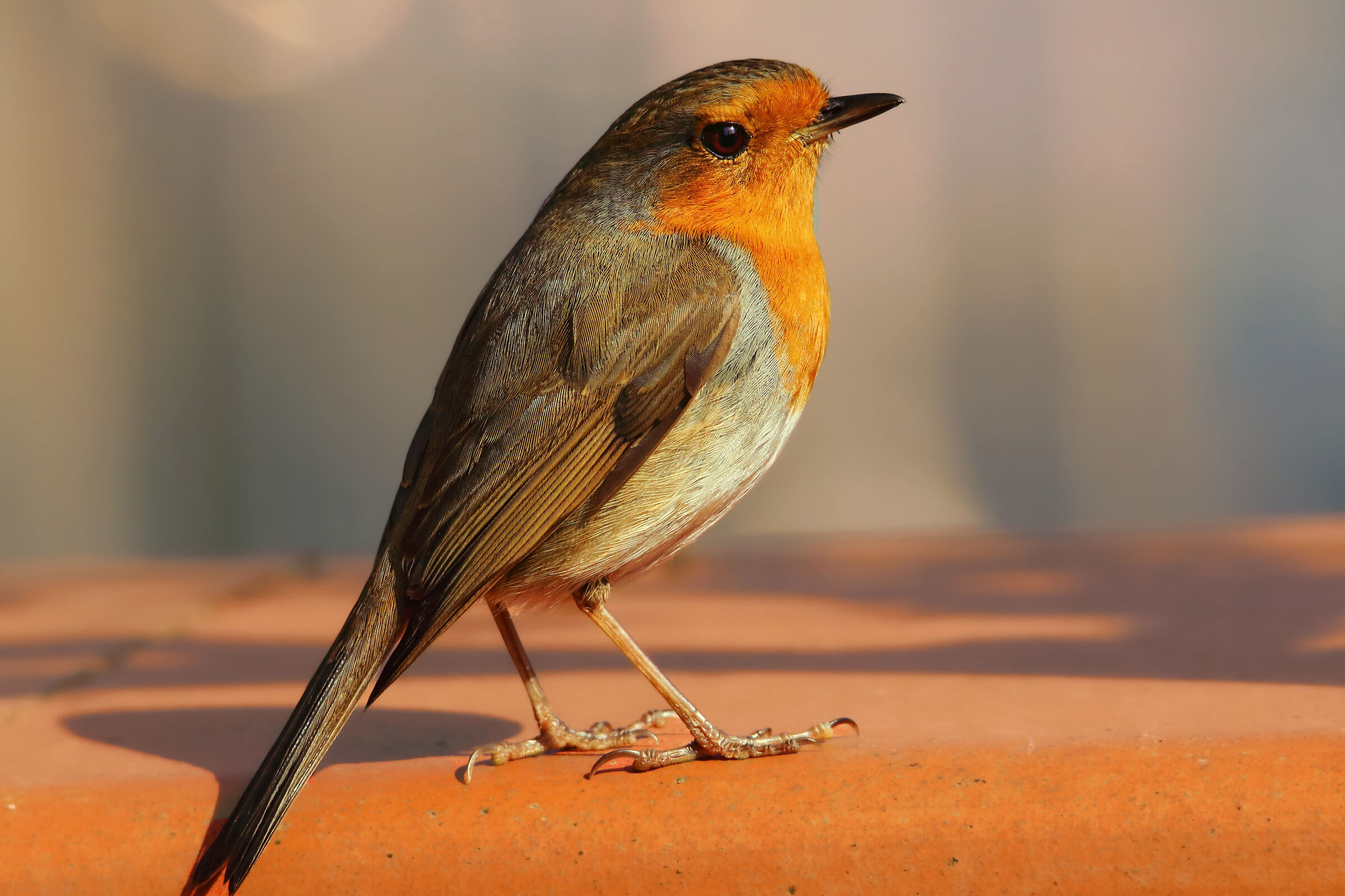 Il pettirosso che amava il muretto del giardino