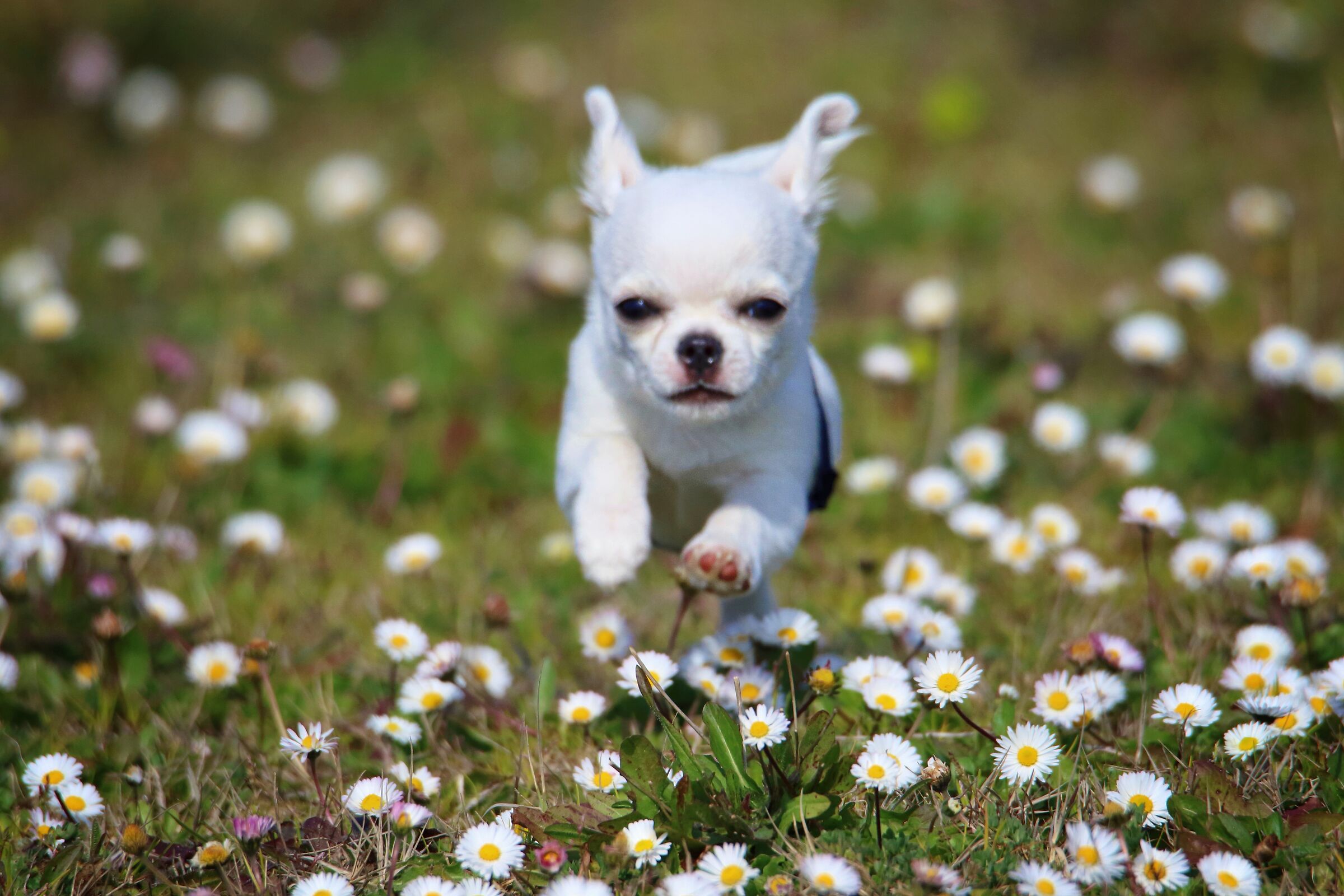 Di corsa verso la felicità