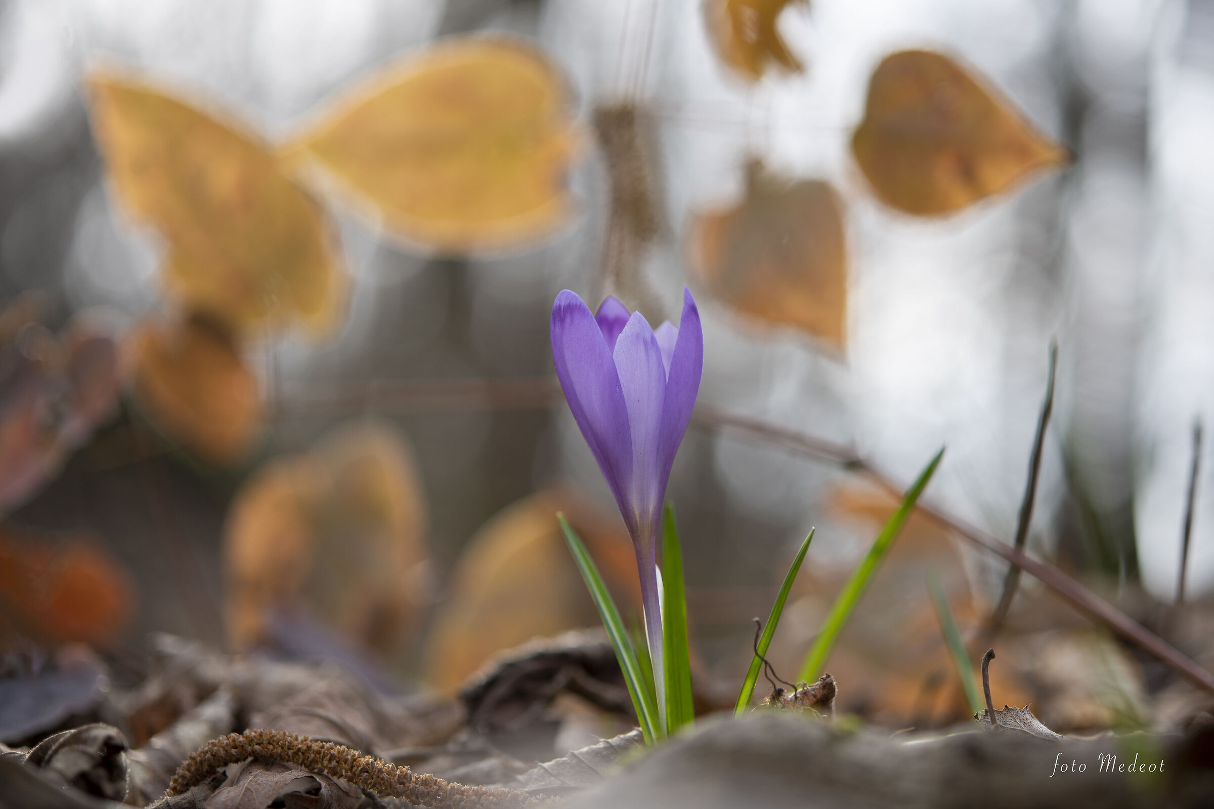 Crocus e foglie