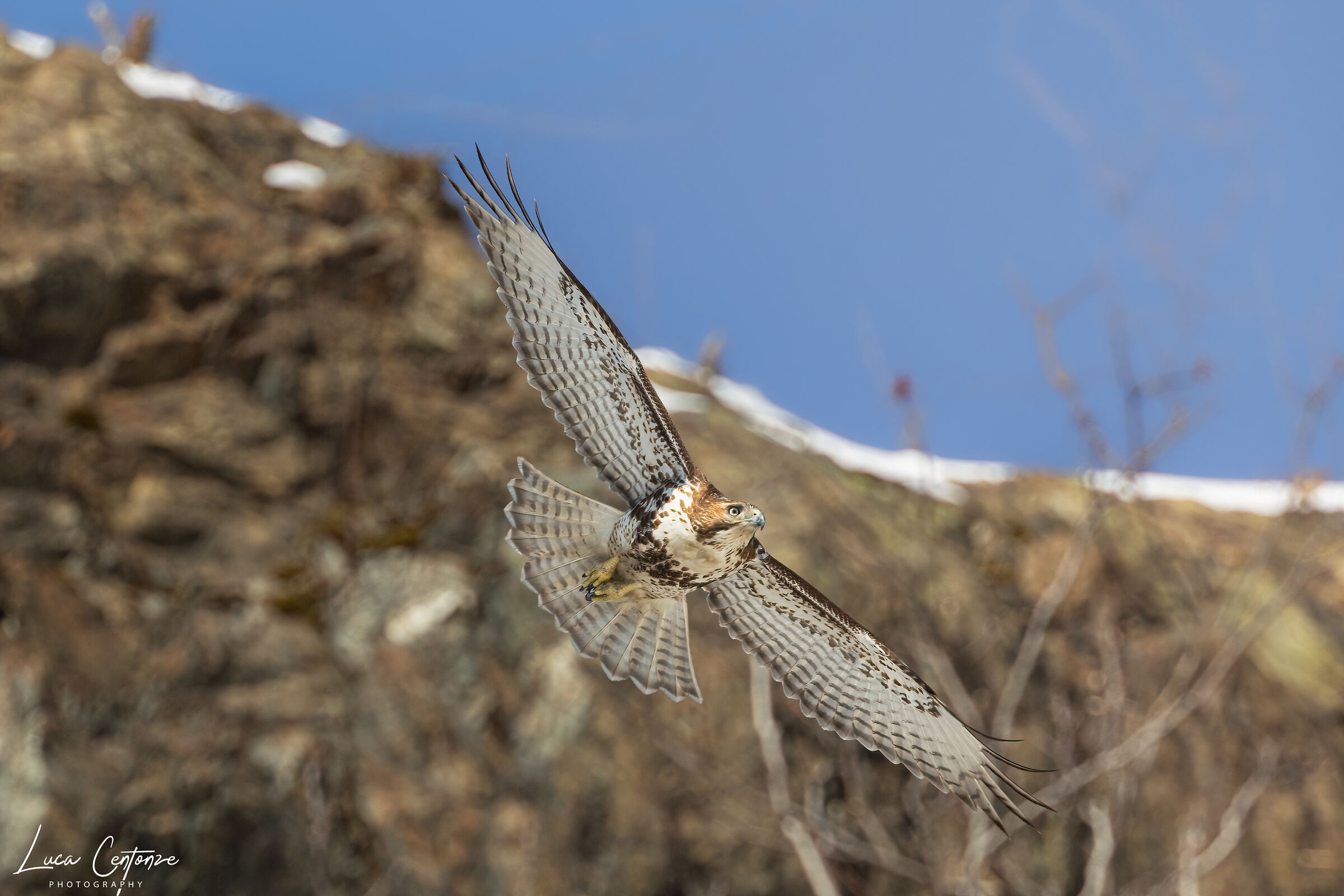 Red-tailed Hawk - Buzzard