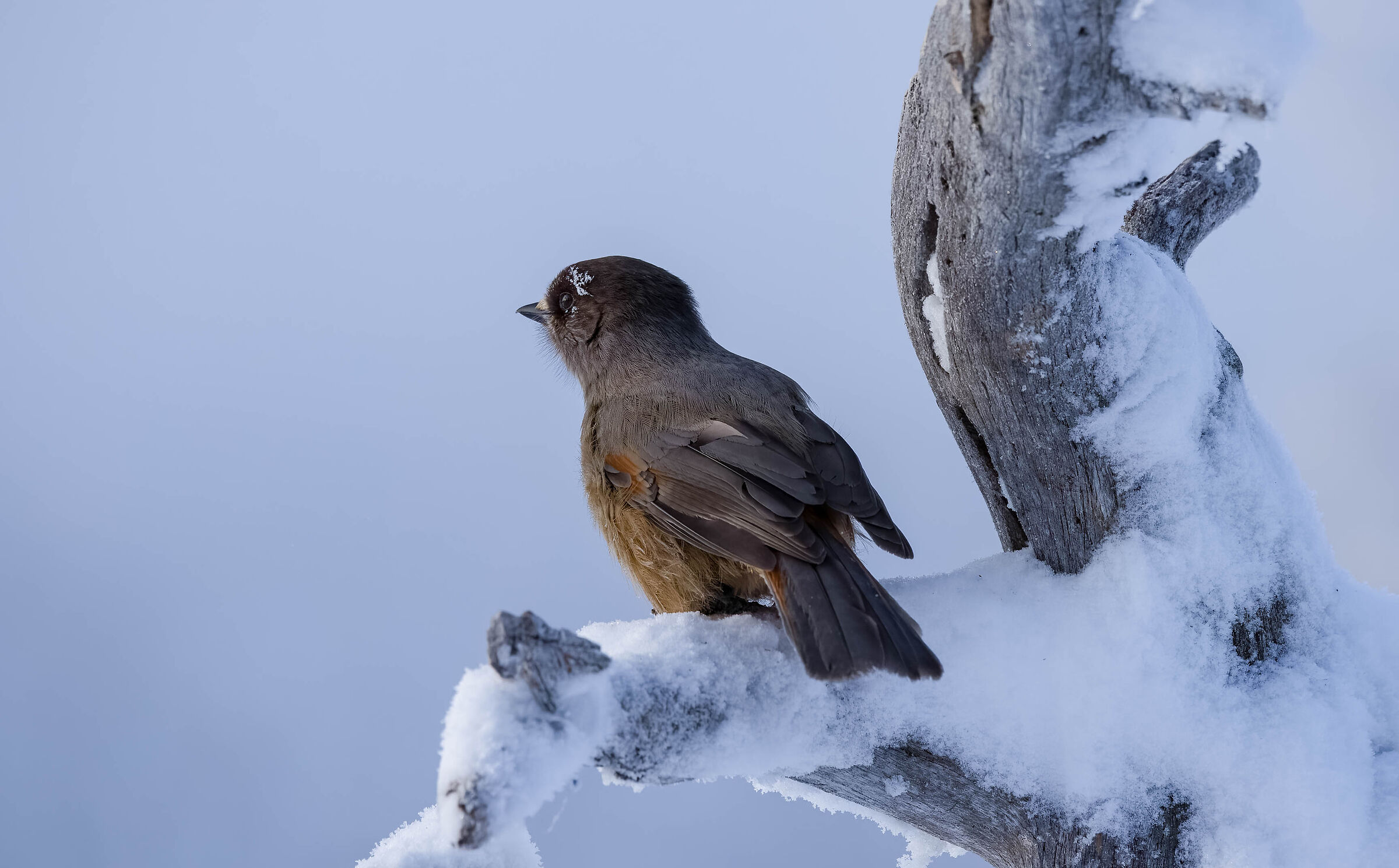 La ghiandaia siberiana con lo sguardo al tramonto