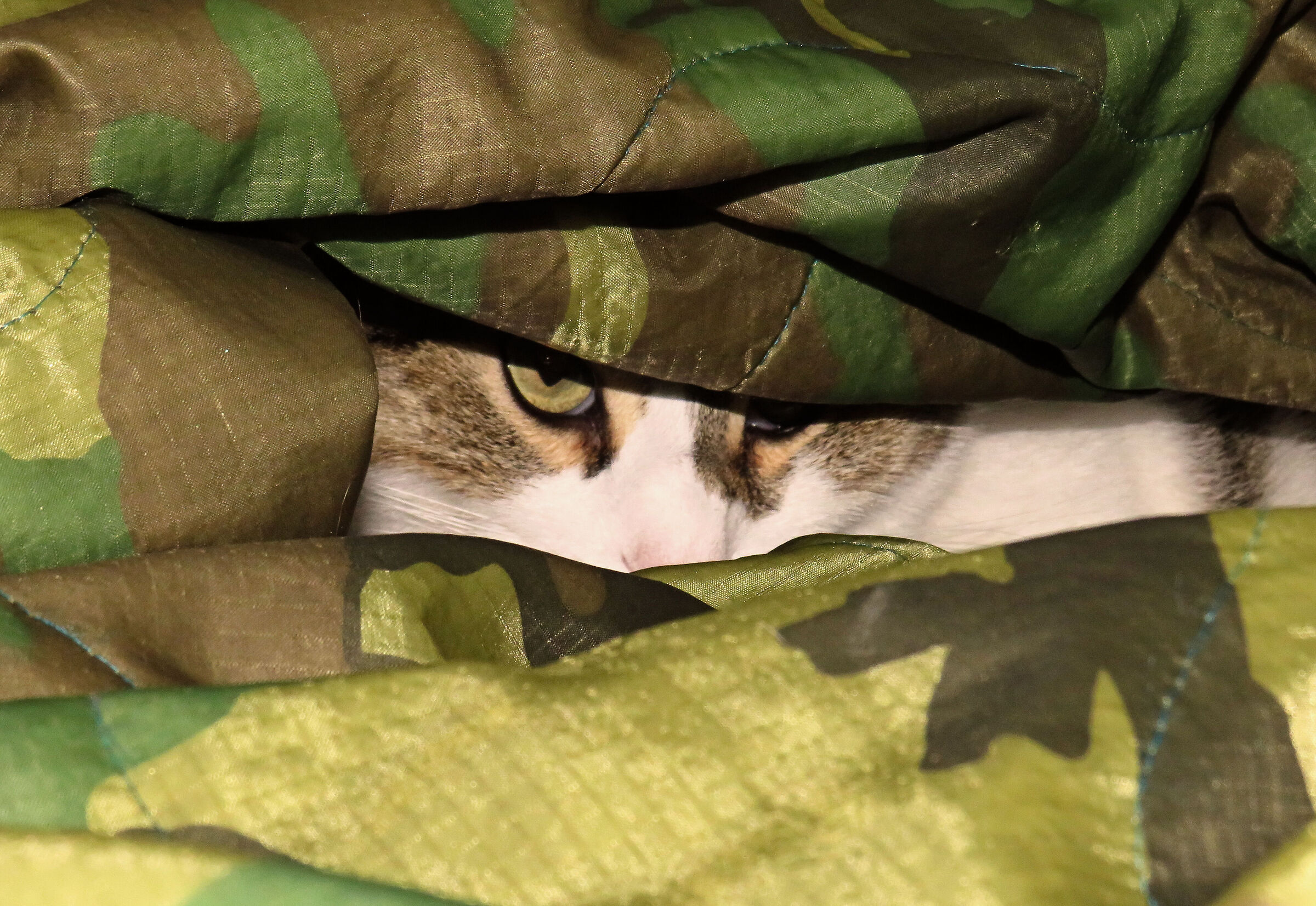 perfettamente mimetizzato