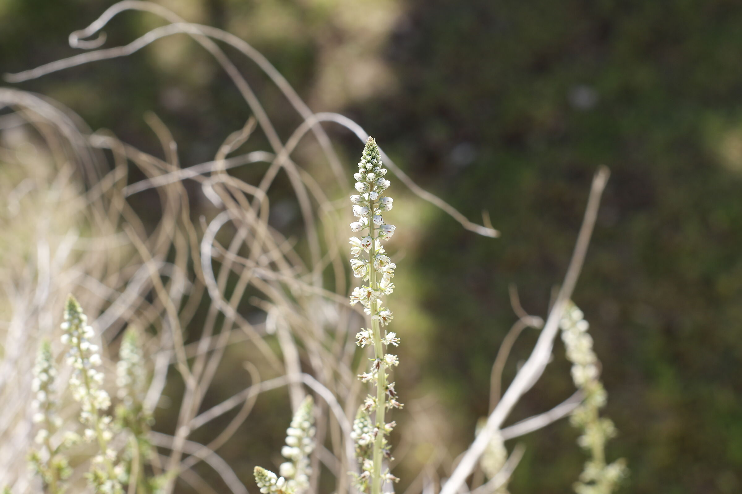 Canon 7D II / Milvus Zeiss 50, 1.4