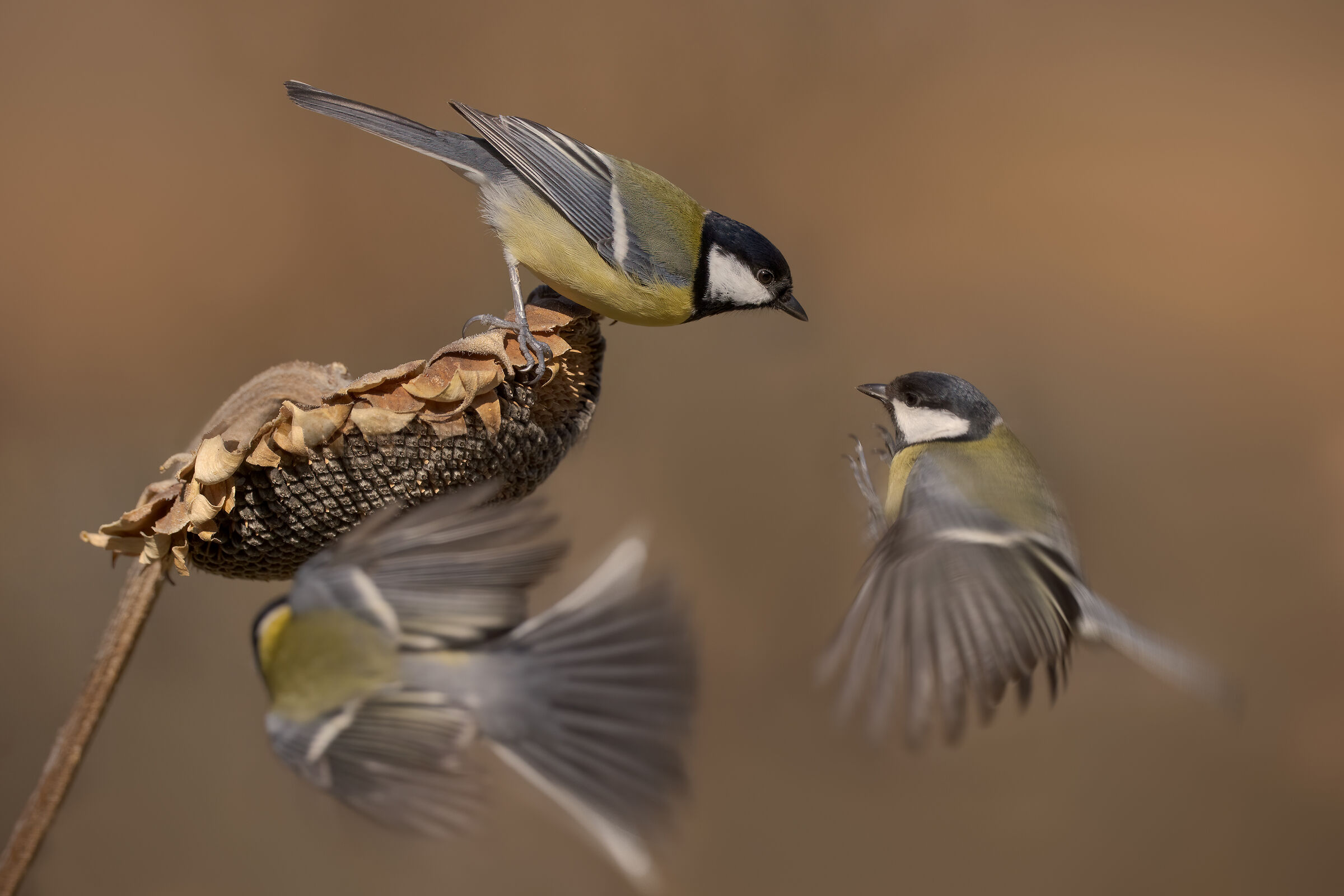 Questo è mio...tanto per cambiare!