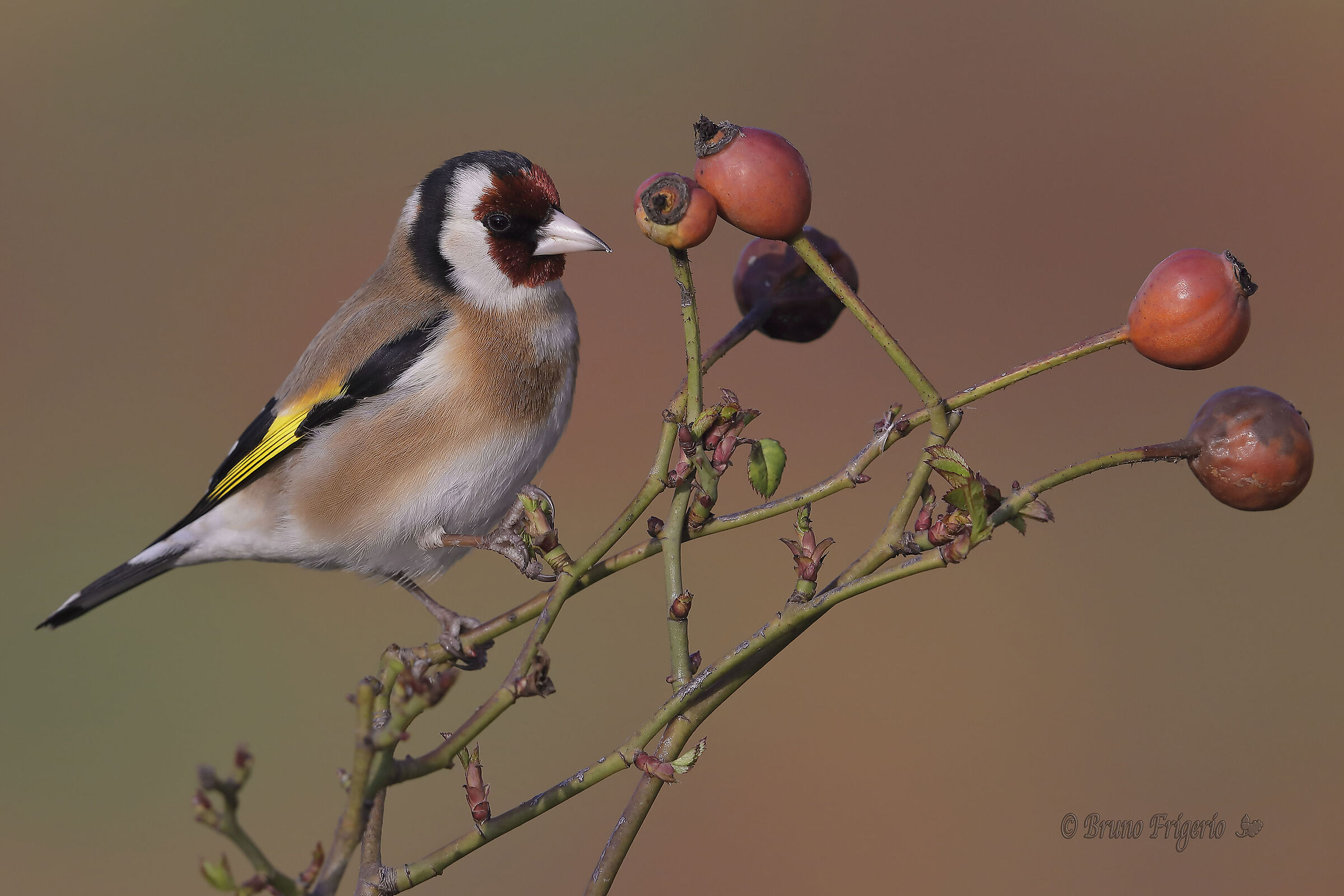 goldfinch