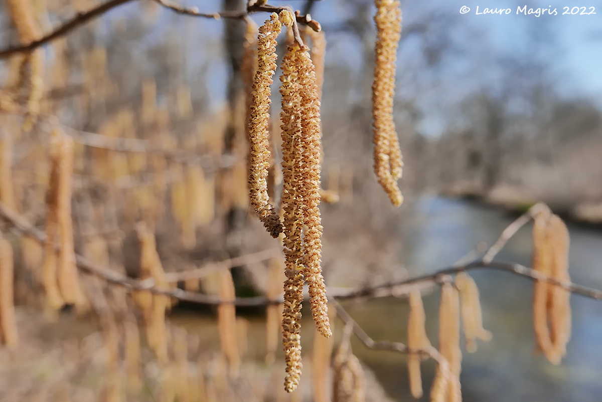 Influorescenze del nocciolo