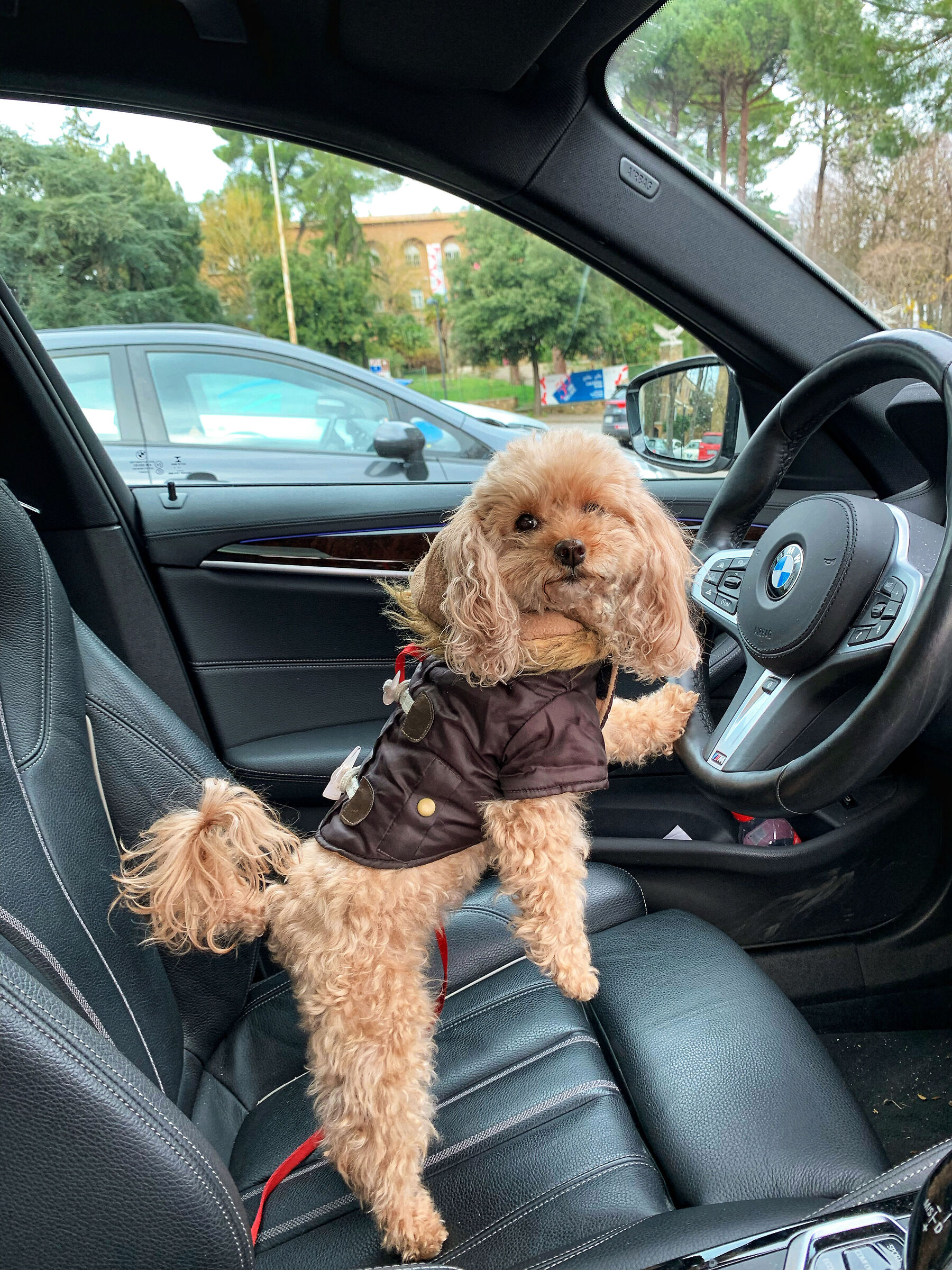 Susy e il suo sogno di guidare