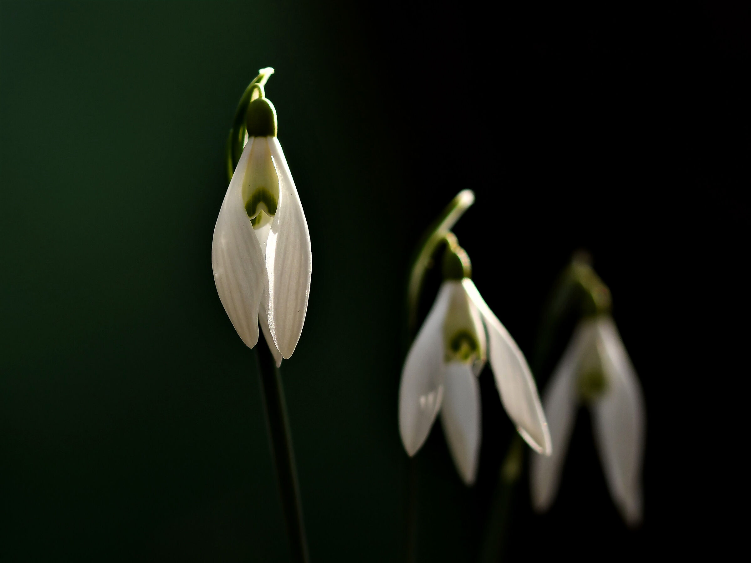 Snowdrop