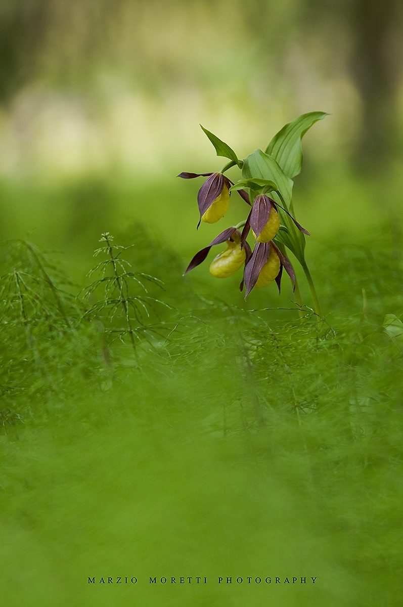 Scarpetta della Madonna