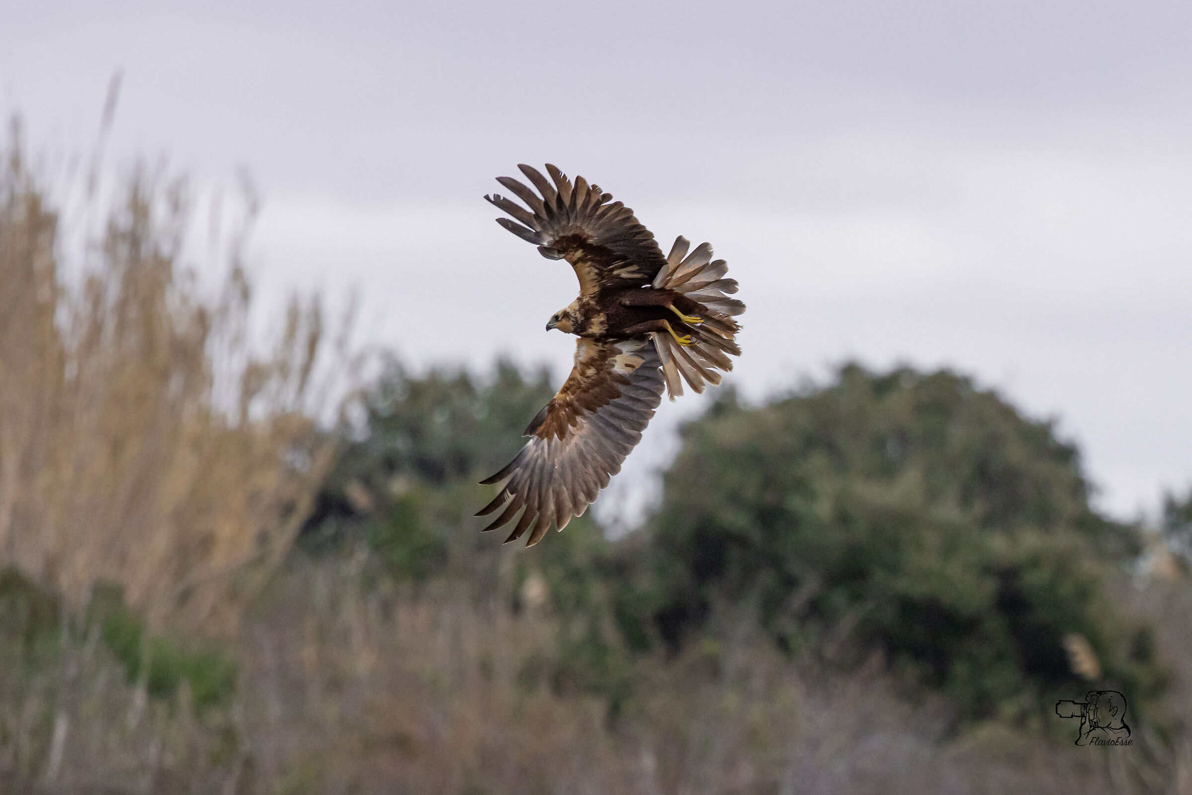 Marsh falcon