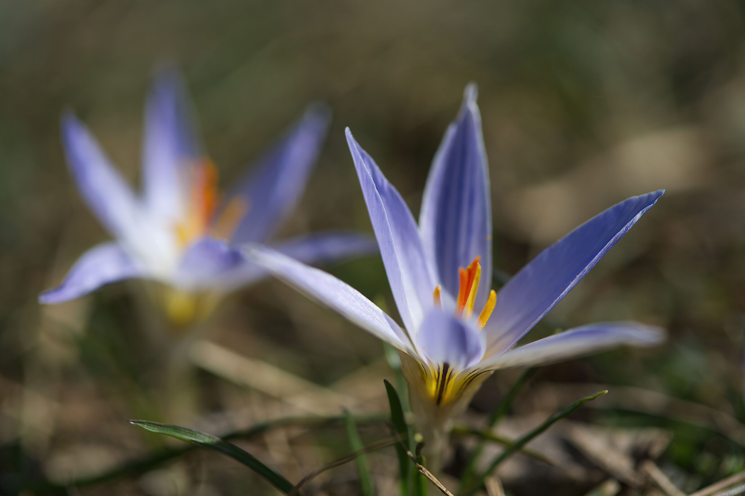 Crocuses on Mount Stena